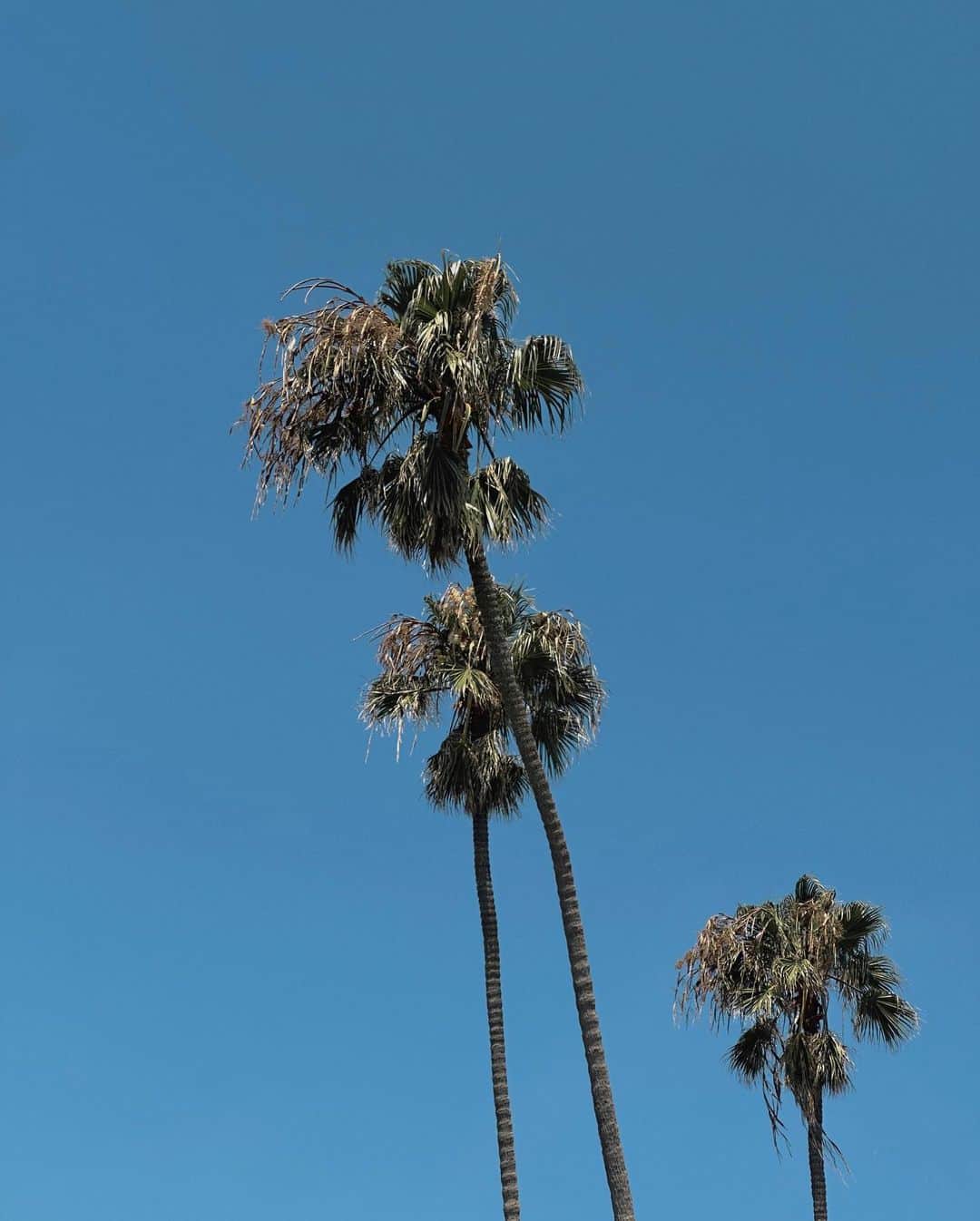 ジャニー・ディラーのインスタグラム：「Los Angeles 🌴 I’ve missed this view. My palm tree obsession will never go away ☺️」