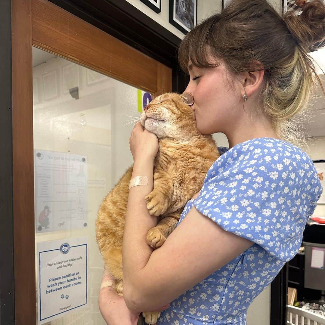 グレース・ビクトリア・コックスのインスタグラム：「⭐️THOMAS⭐️ is officially adoptable!!!! This sweet senior boy is looking for a lap to spend the rest of his life on 💘🐈 Thomas is @perrys_place_la’s number one snuggler, biscuit-maker, and all-around angel kitty 💖 If you or someone you know might be interested in adopting Thomas, email adoptions@heavenlypets.org 😻😻😻」