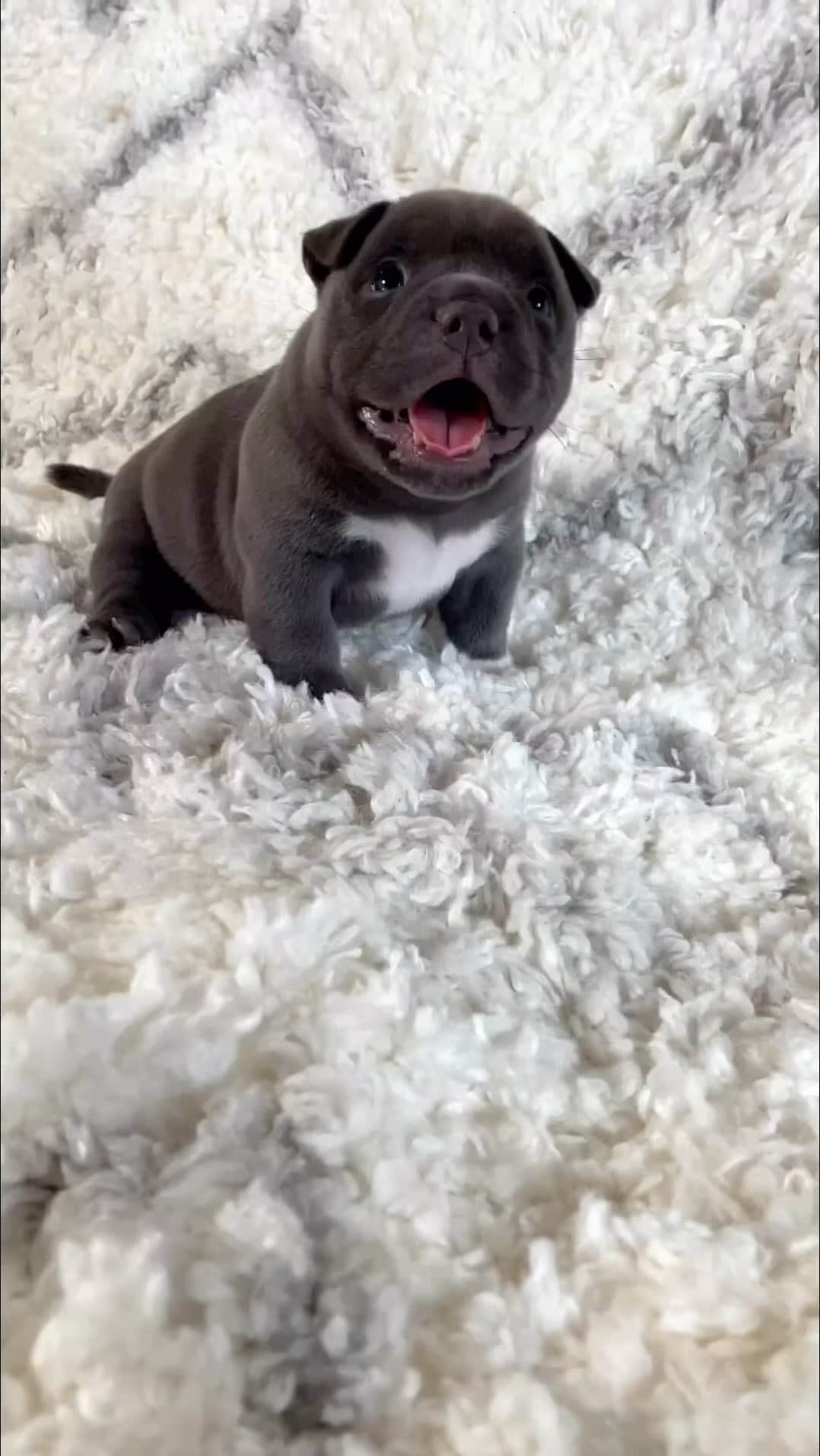 Cute baby animal videos picsのインスタグラム：「Aww 🥹❤️ Song : BLUE @skars  - - Follow us @cutie.animals.page and @puppy_lovings for more !! 💙 - - Credit 📸 @mosonbullycampbackup DM for removal)🙏🏻 - - #animals #nature #animal #pets #love #cute #wildlife #pet #cats #dog #photography #dogs #instagram #cat #naturephotography #of #photooftheday #dogsofinstagram #animallovers #wildlifephotography #petsofinstagram #birds #catsofinstagram #instagood #petstagram #art #animalsofinstagram #puppy #bird #bhfyp」