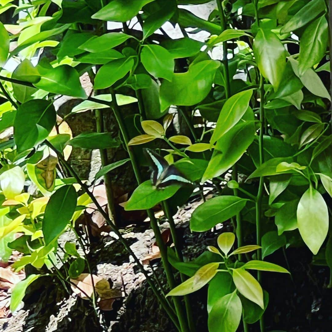 奥井亜紀のインスタグラム：「葉っぱに目がついたみたい🦋 #お散歩は三歩でも良し」