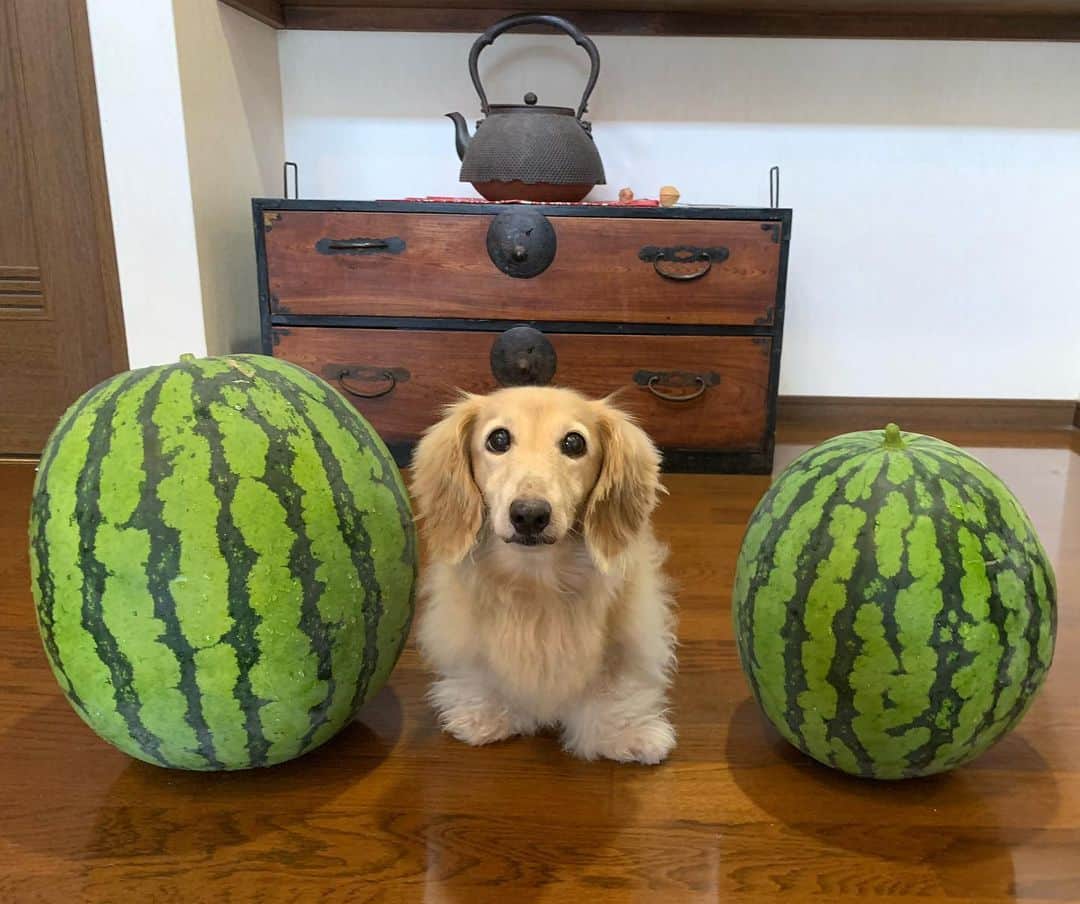 ハッチ＆ニコのインスタグラム：「Good morning 🍉🐶 今朝　家庭菜園で採れました。 9.4kgと14.4kg  #スイカ #カメラ嫌い同好会  #犬の生活が第一 #癒しわんこ #dachshund #ダックス #犬バカ部 #短足部 #ふわもこ部」