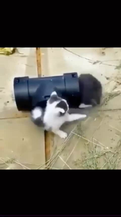 Cute Pets Dogs Catsのインスタグラム
