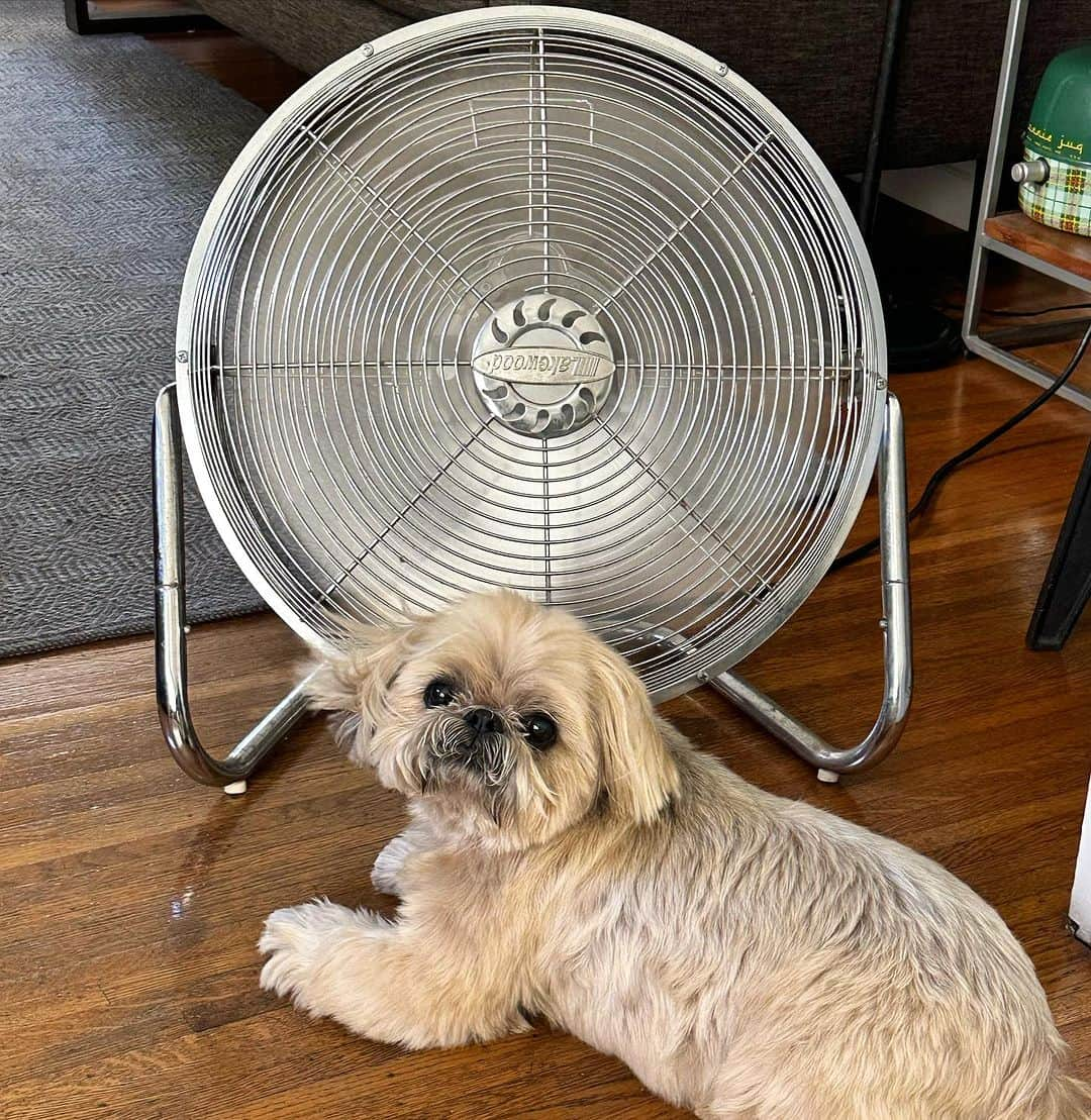 Dougie the Shih Tzuさんのインスタグラム写真 - (Dougie the Shih TzuInstagram)「Front row fan.」8月24日 7時53分 - dailydougie