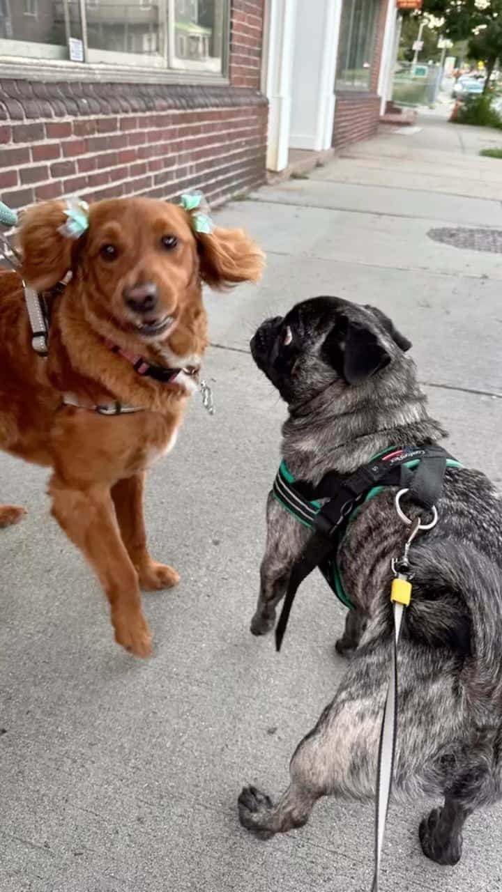 pugsofinstagramのインスタグラム：「Archie 💕Winnie !」