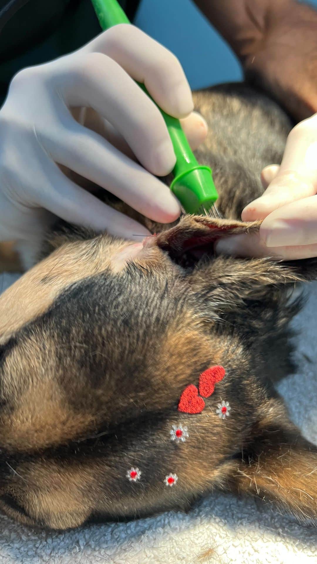 Bobのインスタグラム：「Hoje foi dia da cirurgia da Maria, Algumas pessoas viram nos stories que há umas semanas atrás descobrimos uma bolinha na orelha da Maria, levamos no @hospitalvetpaesdebarros e a Dra. @vet.mayarachinaglia fez a citologia e o resultado foi de um Mastocitoma. Foi indicado a retirada da formação e a cirurgia foi hoje a tarde com a Dra. @thais.binotto , e em seguida foi realizado a  eletroquimioterapia com Dr. @paulorobertomartin8 da @horustecvet  Ocorreu tudo bem na cirurgia e Maria já está em casa em repouso. Agora vamos esperar o resultado do histopatologico pra saber os próximos passos. 🙏🏻  Lambeijos da Maria ❤️」