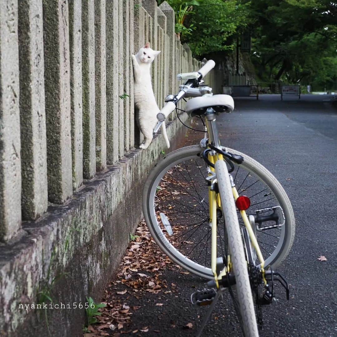 路地裏のにゃん吉のインスタグラム：「にゃんにゃ？  にゃんだつっんだよ😾  CAMERA ︰OMD-EM1mark Ⅱ LENZ︰M.ZUIKO DIGITAL ED 12-100mm F4.0 IS PRO   #のらねこ部 カブキ  #om_system_jp #om写真投稿 #japancamera_official #猫部#nekoclub#แมว#icu_japan #igersjp#猫 #にゃんすたぐらむ#ig_catsclub #cats# #catsofinstagram #gatto#catloversclub#bnw_catalonia  #東京カメラ部#icu_japan#cute #catstagram#広がり同盟 #bestcatclub #gallery_legit #写真を止めるな#love_bestjapan #lovers_nippon  #team_jp #고양이#にゃんすたぐらむ #igers_photoart_bnw #instacat」