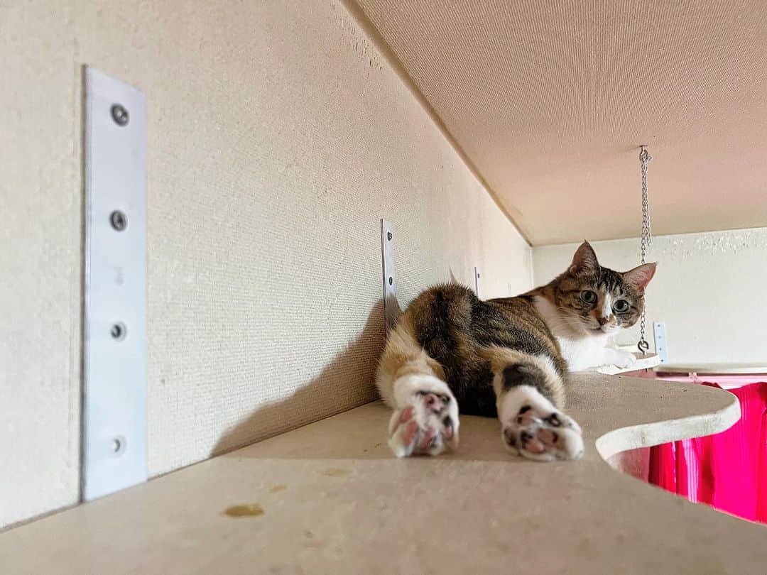 Kachimo Yoshimatsuのインスタグラム：「キャットウォークでのストレッチ｡  Castella-chan stretches her legs on the catwalk  #うちの猫ら #猫 #castella #ねこ #ニャンスタグラム #にゃんすたぐらむ #ねこのきもち #cat #ネコ #catstagram #ネコ部 http://kachimo.exblog.jp」