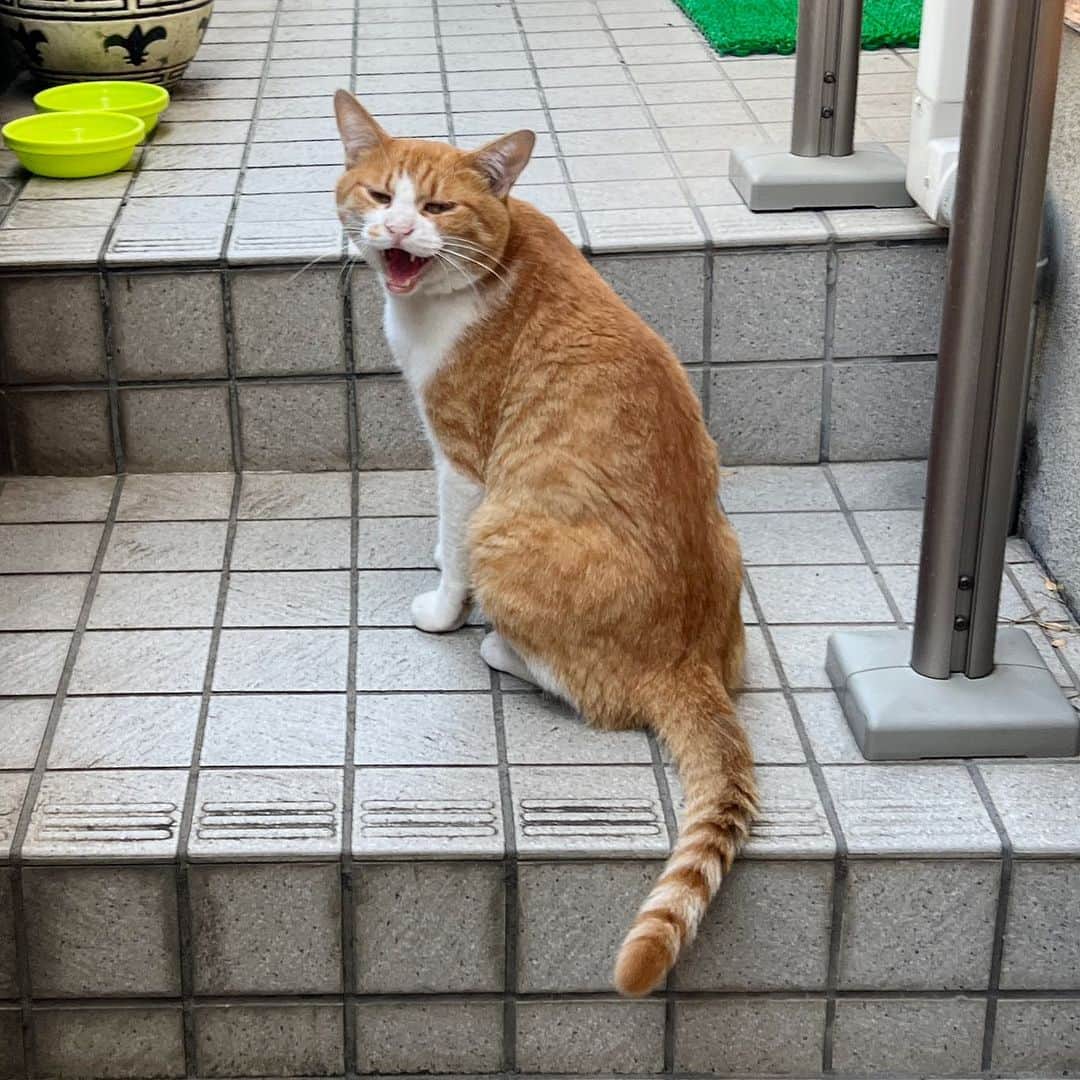 Kachimo Yoshimatsuのインスタグラム：「おはようちゃめし！ Good Morning Chameshi! 木曜日の朝は、バーバの送り出しは早いし、ゴミの日だし、出たり入ったりするんだけど、通るたびに シャー！ シャー！言ってる｡  #うちの猫ら #猫 #chameshi #ねこ #ニャンスタグラム #にゃんすたぐらむ #ねこのきもち #cat #ネコ #catstagram #ネコ部 http://kachimo.exblog.jp」