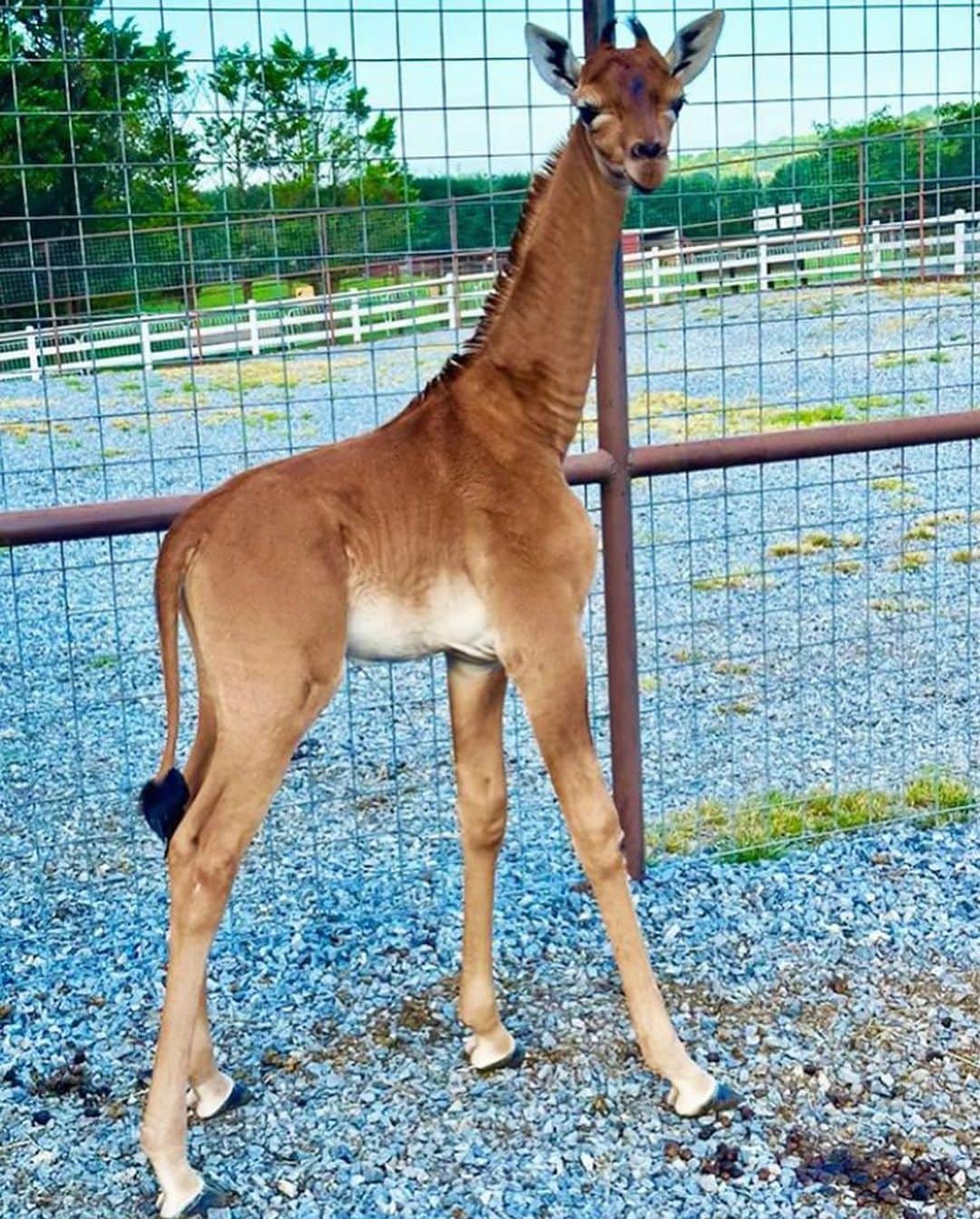 Earth Picsさんのインスタグラム写真 - (Earth PicsInstagram)「Swipe ⬅️ A female reticulated giraffe was born at Brights Zoo in northeastern Tennessee late last month — but unlike her mother she was born without any spots, a rarity experts say might be the only one on earth 🦒  Standing 14 to 15 feet tall, giraffes are the tallest mammals in the world. When mothers give birth, the calves are already 6 feet tall, and other than on especially rare occasions, they're born covered from hoof to horn in brown spots.  (📸: @brightszoo)」8月24日 10時27分 - earthpix
