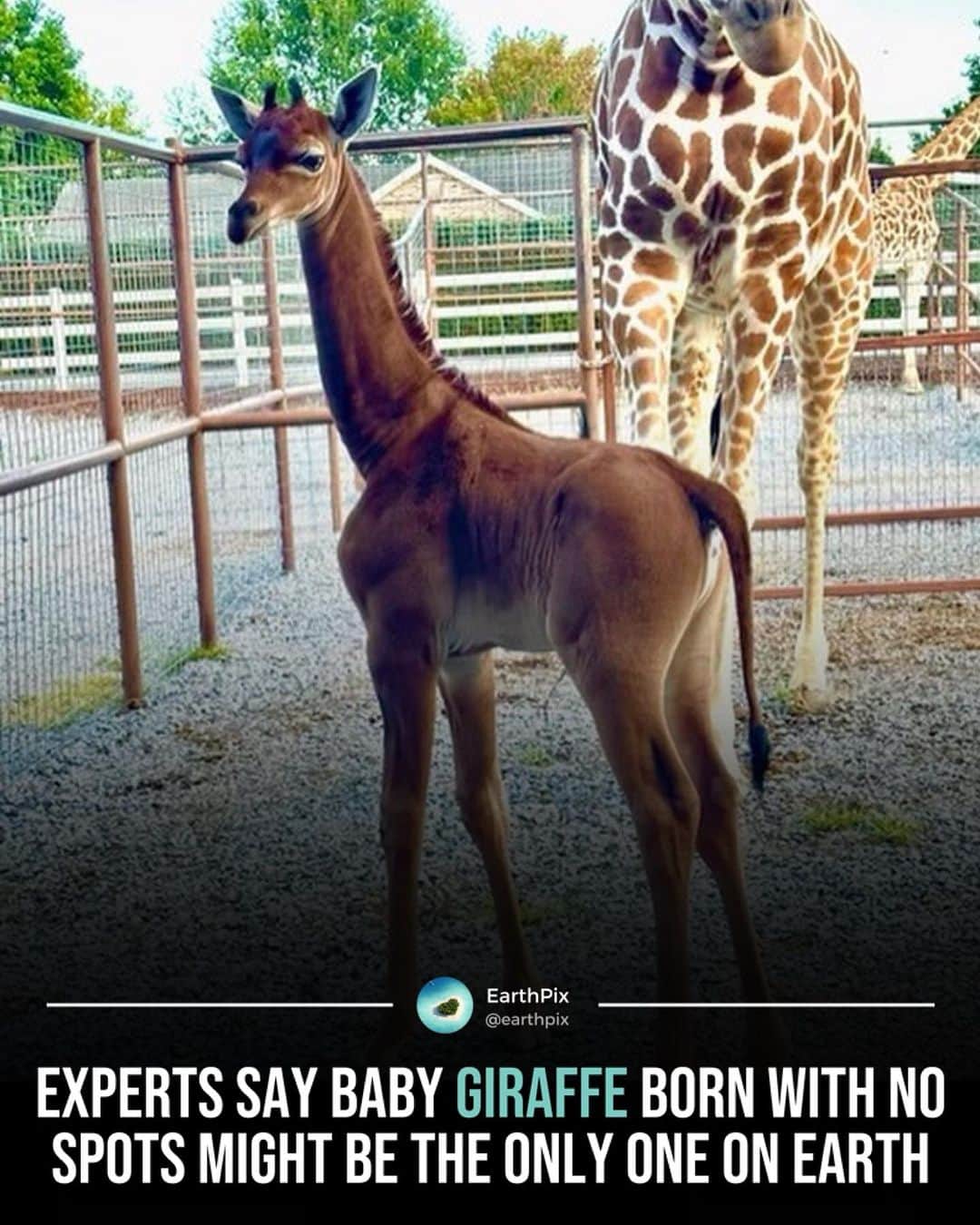 Earth Picsさんのインスタグラム写真 - (Earth PicsInstagram)「Swipe ⬅️ A female reticulated giraffe was born at Brights Zoo in northeastern Tennessee late last month — but unlike her mother she was born without any spots, a rarity experts say might be the only one on earth 🦒  Standing 14 to 15 feet tall, giraffes are the tallest mammals in the world. When mothers give birth, the calves are already 6 feet tall, and other than on especially rare occasions, they're born covered from hoof to horn in brown spots.  (📸: @brightszoo)」8月24日 10時27分 - earthpix