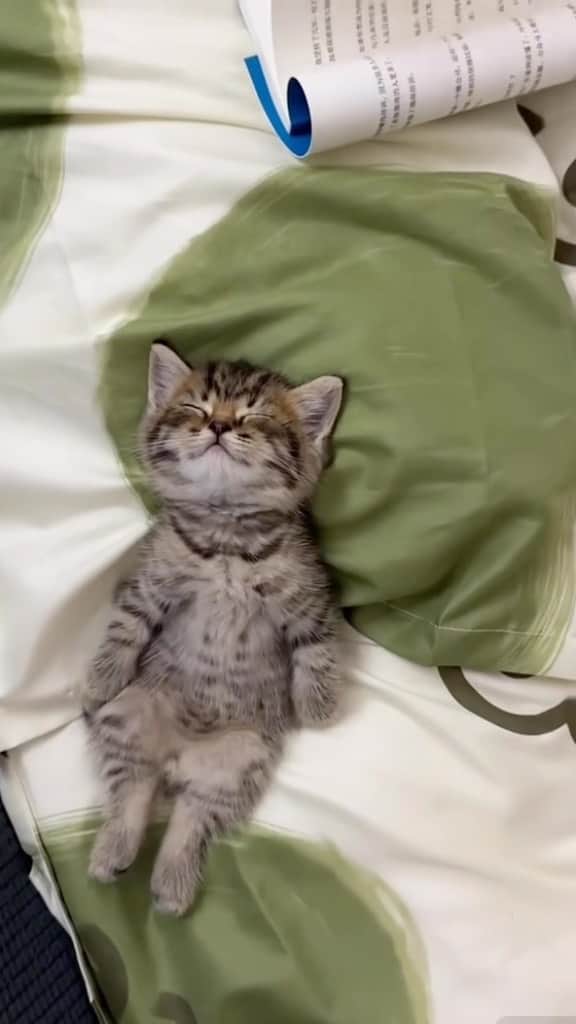 Cute Pets Dogs Catsのインスタグラム