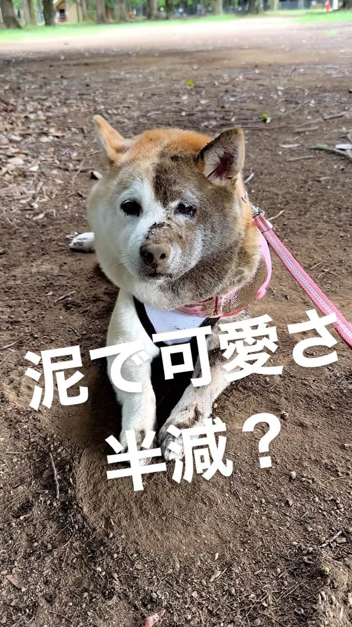 のインスタグラム：「🥹💕 @hiragi_hiroshi ヒナちゃん🐻  #shiba #shibainu  #柴犬 #しばいぬ #いぬ #カフェオレ #熊化」