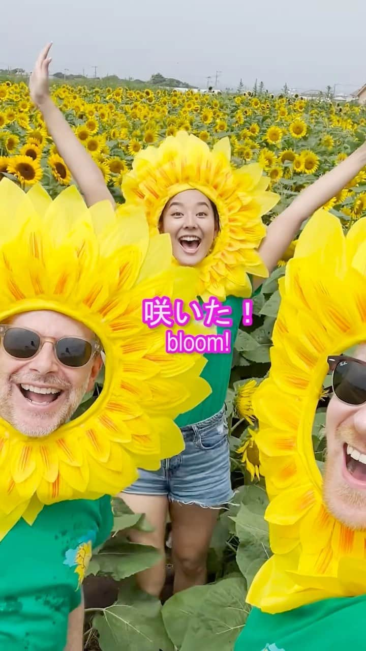 すみれのインスタグラム：「ひまわり家族にプリンセス！？👸🌻 Sunflower Family!  #ミスターヤバタン #ひまわり畑 #ソレイユの丘 #ヒマワリ #ひまわり #プリンセス #ヤバタン #やばたん」