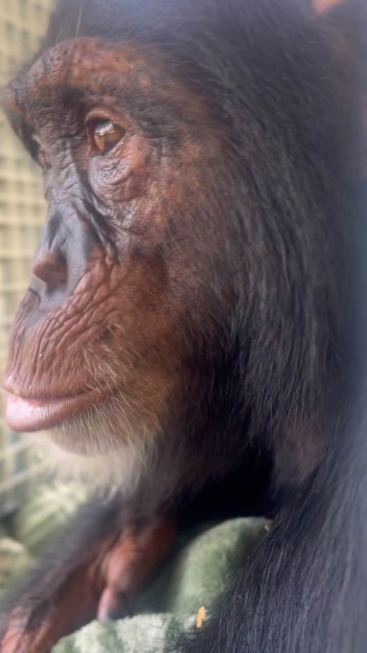 Zoological Wildlife Foundationのインスタグラム：「Current Birthday Boy Status! 🎉   What we think 💭 Limbani is thinking as he devours a morning bday 🥐, wrapped in his blanket knowing it’s his 7th Birthday today and that the @zwfmiami gang and his troupe is ready to spoil him all day.   Feel like spoiling chimpy for his birthday - we are still challenging out followers to show up and give the minimum $5 (strength in numbers) via #linkinbio @gofundme and race to that finish line for his ‘Housing Project’.   #birthday #gofundme #newhome #donate #chimpanzee #makingprogress #notapet」