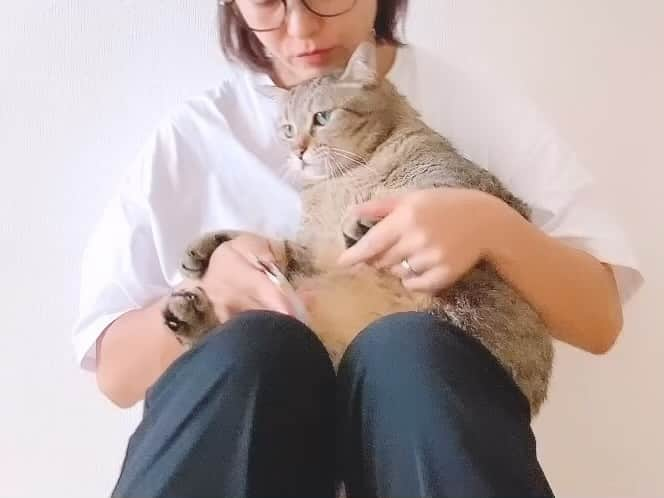 中山美香のインスタグラム：「愛猫☺︎ 愛しい猫。愛らしい猫。可愛い猫。愛くるしい猫。 . . . #ちゃんた2381日目 #猫 #ねこ #愛猫 #保護猫  #cat #cats #chat #ilovecat #instacat #catlover  #cute #browntabby #catoftheday #mignon #catsofinstagram #catstagram  #love #日々のこと #被災猫 #キジ猫 #キジトラ #猫との暮らし #備忘録」