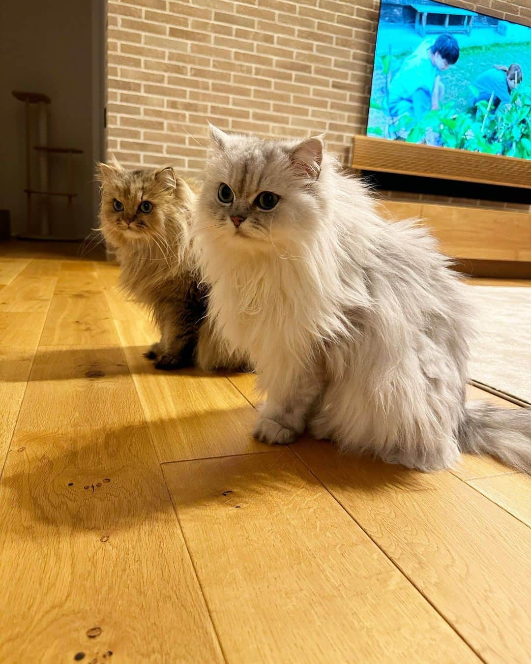 兄弟猫と私と夫の2トムのまいにちさんのインスタグラム写真 - (兄弟猫と私と夫の2トムのまいにちInstagram)「always together. 今日もだいたい一緒にいたね ぼくたち、この毛皮脱ぎたい.. そんな毎日  cat#cats#catstagram#catstagram_japan#instacat#cutecat#cutepetclub#bestcats#world_kawaii_cat#catoftheday#meow#bestmeow#TheDailyKitten#ねこ#ネコ#猫#ねこ部#ふわもこ部#pecoねこ部#みんねこ#チンチラ#チンチラゴールデン#チンチラシルバー#ペルシャ#ふぅ豆#みぃ豆」8月24日 21時11分 - maamiff