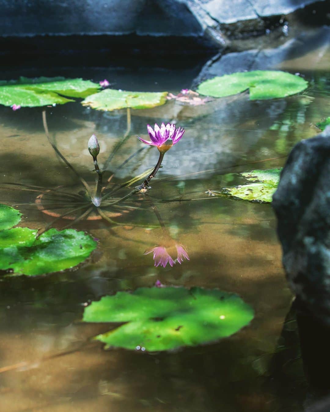 八芳園さんのインスタグラム写真 - (八芳園Instagram)「二十四節気では「処暑」となりました。  「処」には「とめる」という意味があり、この時期から少しずつ暑さが収まってくるとされています。  朝夕には涼やかな風が吹く日本庭園。  晩夏の空の青が溶け込む池では、 睡蓮の花が咲きはじめました。  次第に秋が近くなる、涼やかな情景をお愉しみください。  🪷🪷🪷  #八芳園 #happoen #結婚式場 #日本庭園  #処暑 #二十四節気  #睡蓮 #蓮 #monet #flowerstagram #flower_daily #はなまっぷ #私の花の写真 #日本の四季 #🪷  #カメラ部 #写真好きな人と繋がりたい #東京カメラ部 #その瞬間に物語を #風景写真  #japanesegarden #japan_of_insta #jp_views #special_spot #tokyo #japan_daytime_view #ig_jp #japanoinsta #japantravel #tokyotrip」8月24日 21時14分 - happoen