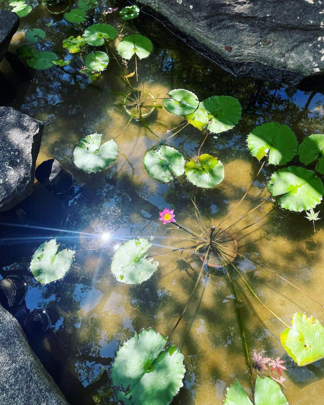 八芳園さんのインスタグラム写真 - (八芳園Instagram)「二十四節気では「処暑」となりました。  「処」には「とめる」という意味があり、この時期から少しずつ暑さが収まってくるとされています。  朝夕には涼やかな風が吹く日本庭園。  晩夏の空の青が溶け込む池では、 睡蓮の花が咲きはじめました。  次第に秋が近くなる、涼やかな情景をお愉しみください。  🪷🪷🪷  #八芳園 #happoen #結婚式場 #日本庭園  #処暑 #二十四節気  #睡蓮 #蓮 #monet #flowerstagram #flower_daily #はなまっぷ #私の花の写真 #日本の四季 #🪷  #カメラ部 #写真好きな人と繋がりたい #東京カメラ部 #その瞬間に物語を #風景写真  #japanesegarden #japan_of_insta #jp_views #special_spot #tokyo #japan_daytime_view #ig_jp #japanoinsta #japantravel #tokyotrip」8月24日 21時14分 - happoen