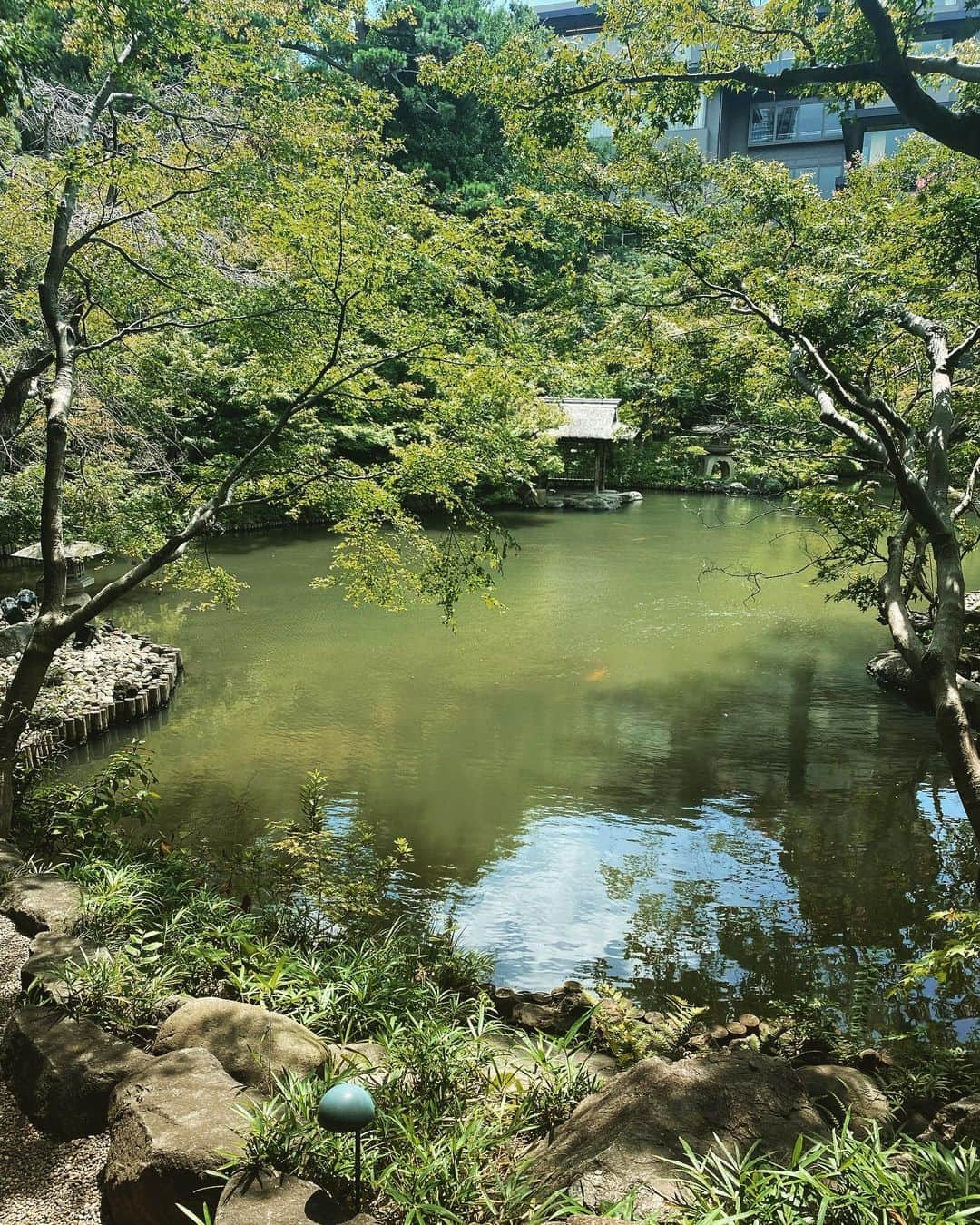 八芳園さんのインスタグラム写真 - (八芳園Instagram)「二十四節気では「処暑」となりました。  「処」には「とめる」という意味があり、この時期から少しずつ暑さが収まってくるとされています。  朝夕には涼やかな風が吹く日本庭園。  晩夏の空の青が溶け込む池では、 睡蓮の花が咲きはじめました。  次第に秋が近くなる、涼やかな情景をお愉しみください。  🪷🪷🪷  #八芳園 #happoen #結婚式場 #日本庭園  #処暑 #二十四節気  #睡蓮 #蓮 #monet #flowerstagram #flower_daily #はなまっぷ #私の花の写真 #日本の四季 #🪷  #カメラ部 #写真好きな人と繋がりたい #東京カメラ部 #その瞬間に物語を #風景写真  #japanesegarden #japan_of_insta #jp_views #special_spot #tokyo #japan_daytime_view #ig_jp #japanoinsta #japantravel #tokyotrip」8月24日 21時14分 - happoen