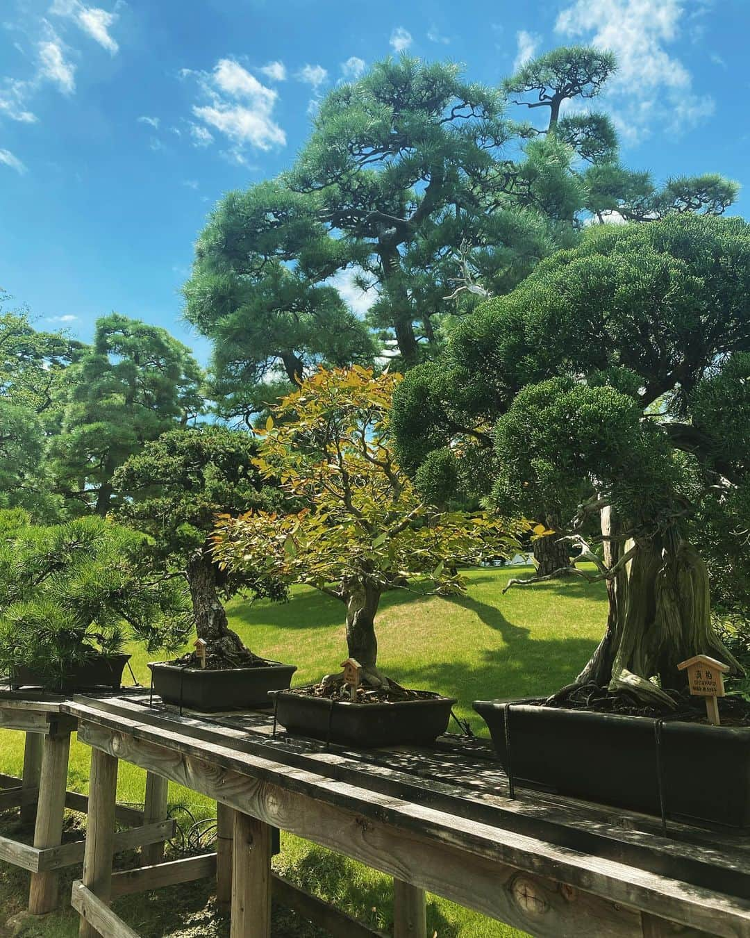 八芳園さんのインスタグラム写真 - (八芳園Instagram)「二十四節気では「処暑」となりました。  「処」には「とめる」という意味があり、この時期から少しずつ暑さが収まってくるとされています。  朝夕には涼やかな風が吹く日本庭園。  晩夏の空の青が溶け込む池では、 睡蓮の花が咲きはじめました。  次第に秋が近くなる、涼やかな情景をお愉しみください。  🪷🪷🪷  #八芳園 #happoen #結婚式場 #日本庭園  #処暑 #二十四節気  #睡蓮 #蓮 #monet #flowerstagram #flower_daily #はなまっぷ #私の花の写真 #日本の四季 #🪷  #カメラ部 #写真好きな人と繋がりたい #東京カメラ部 #その瞬間に物語を #風景写真  #japanesegarden #japan_of_insta #jp_views #special_spot #tokyo #japan_daytime_view #ig_jp #japanoinsta #japantravel #tokyotrip」8月24日 21時14分 - happoen