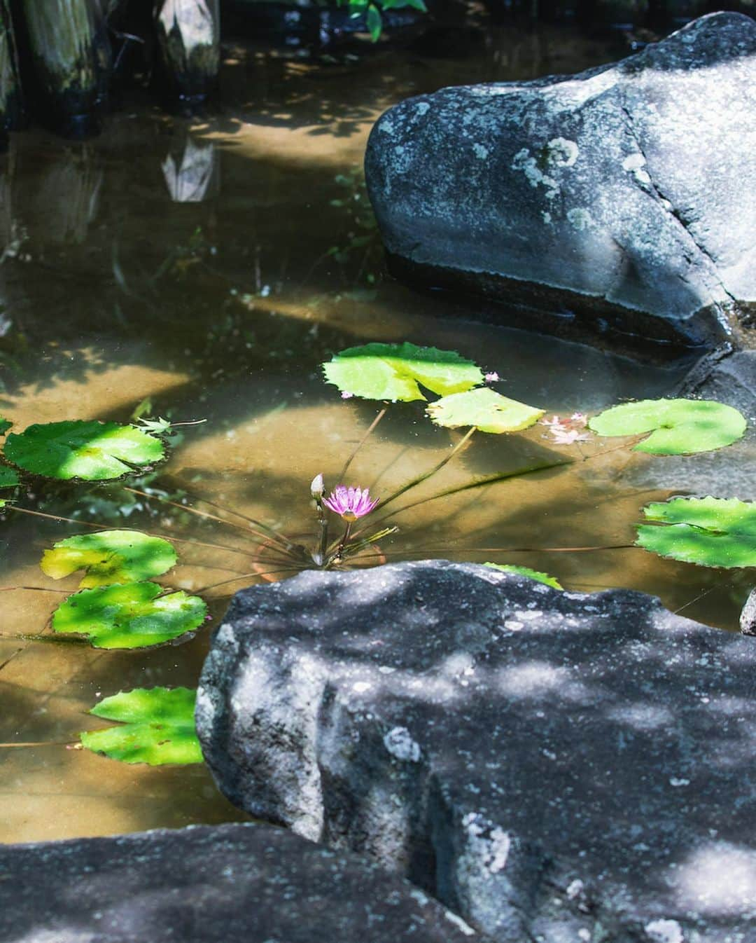 八芳園さんのインスタグラム写真 - (八芳園Instagram)「二十四節気では「処暑」となりました。  「処」には「とめる」という意味があり、この時期から少しずつ暑さが収まってくるとされています。  朝夕には涼やかな風が吹く日本庭園。  晩夏の空の青が溶け込む池では、 睡蓮の花が咲きはじめました。  次第に秋が近くなる、涼やかな情景をお愉しみください。  🪷🪷🪷  #八芳園 #happoen #結婚式場 #日本庭園  #処暑 #二十四節気  #睡蓮 #蓮 #monet #flowerstagram #flower_daily #はなまっぷ #私の花の写真 #日本の四季 #🪷  #カメラ部 #写真好きな人と繋がりたい #東京カメラ部 #その瞬間に物語を #風景写真  #japanesegarden #japan_of_insta #jp_views #special_spot #tokyo #japan_daytime_view #ig_jp #japanoinsta #japantravel #tokyotrip」8月24日 21時14分 - happoen