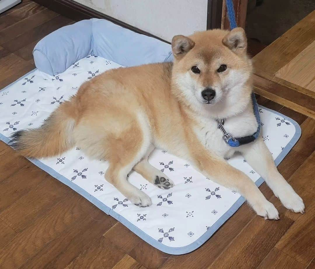 柴犬たま Shibainu Tamaのインスタグラム：「⠀ ⠀ 今年の夏は暑いぞ〜🥵💦と導入した⠀ ニトリのペットごろ寝マット(Nクール)⠀ ⠀ ⠀ みんな同じ柄＆同じサイズにしたので⠀ 洗濯したら五つ子ちゃんがいるみたいで⠀ とっても可愛いです💓😂⠀ ⠀ ⠀ Caption trans🇬🇧⠀ We thought it was going to be extremely hot this year, so we bought a cold mattress for our pets🥵💦⠀ We bought the same mattress for the whole Tama family, so when we wash them it's like we have quintuplets in our house, which is lovely💓😂⠀ ⠀ #柴犬たま #たママ #たまーば #ニトリ #ペットごろ寝マット #Nクール #暑い #モフモフ族 #洗濯 #五つ子⠀ #柴犬 #shiba #shibainu #shibastagram #犬 #dog」