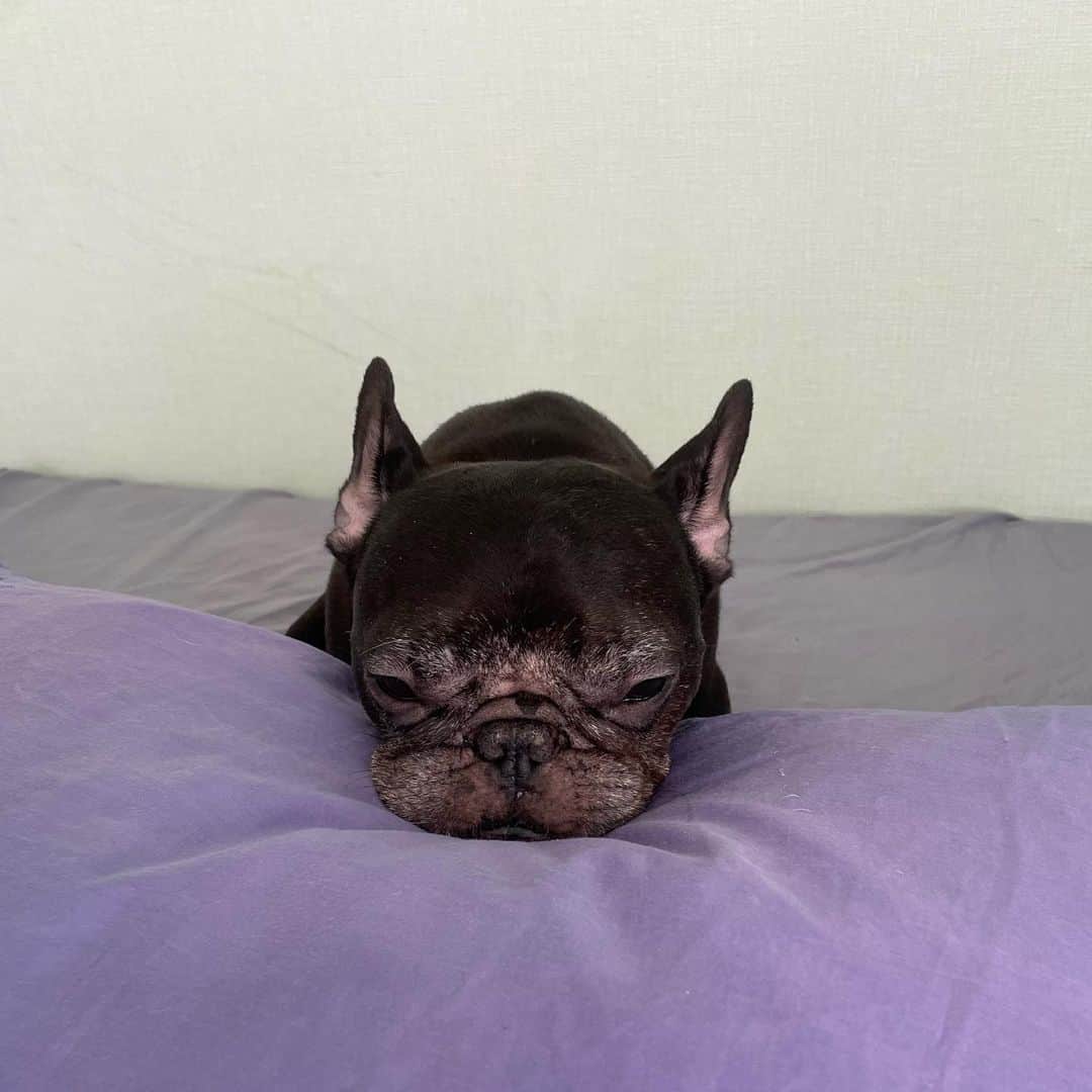 水沢史絵さんのインスタグラム写真 - (水沢史絵Instagram)「可愛すぎて1枚にしぼれなかった   #frenchbulldog  #フレンチブルドッグ  #おいもちゃん」8月24日 12時43分 - mizusawafumie