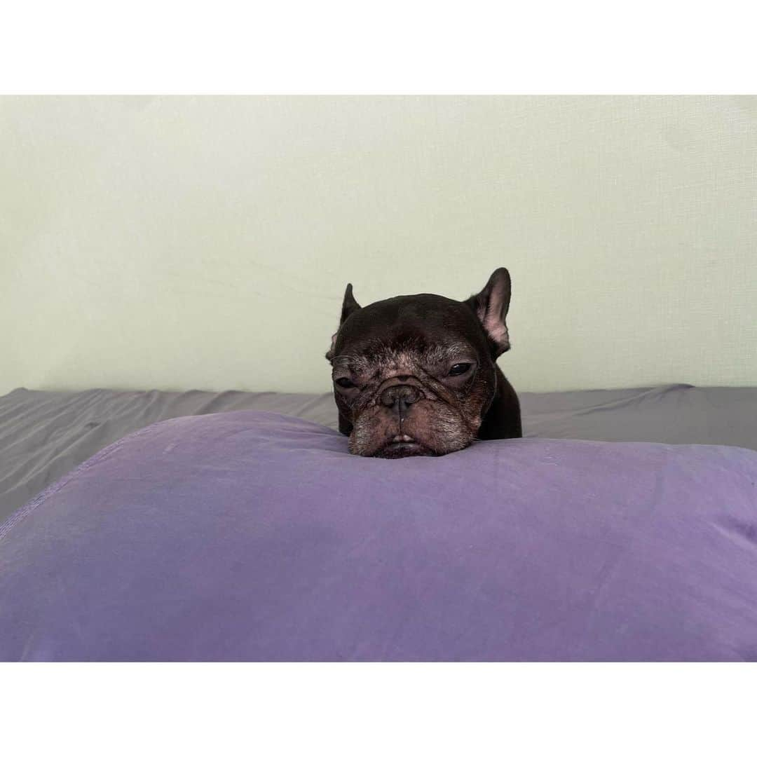 水沢史絵のインスタグラム：「可愛すぎて1枚にしぼれなかった   #frenchbulldog  #フレンチブルドッグ  #おいもちゃん」