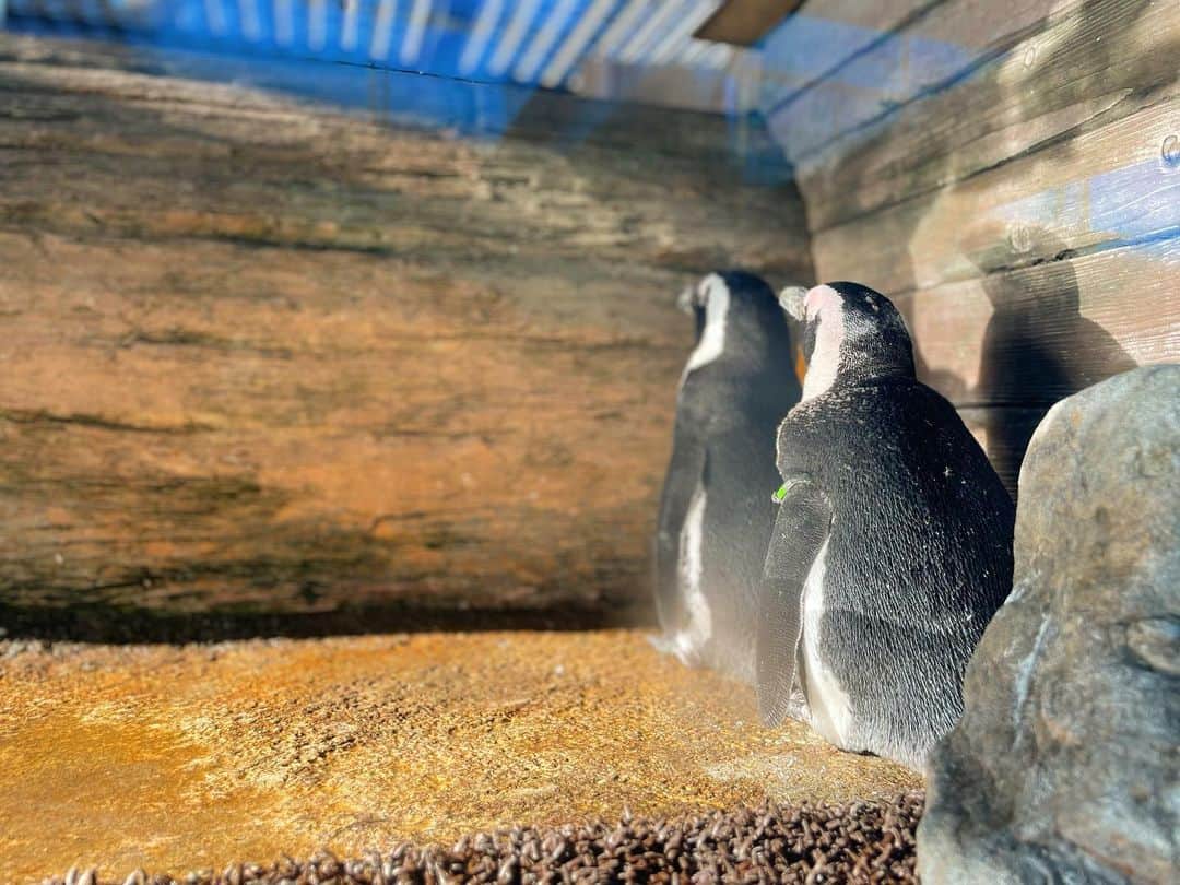 七海さんのインスタグラム写真 - (七海Instagram)「急遽時間が空いたので  ペンギン会議にお邪魔したり 鼻ピトされたり 漂うものに癒されたりしてきました。 大好きな京都水族館🐟  帰りには海鮮系食べたくなって生牡蠣食べました🦪  素敵な夏の思い出🎐」8月24日 13時21分 - nanami_bwmg