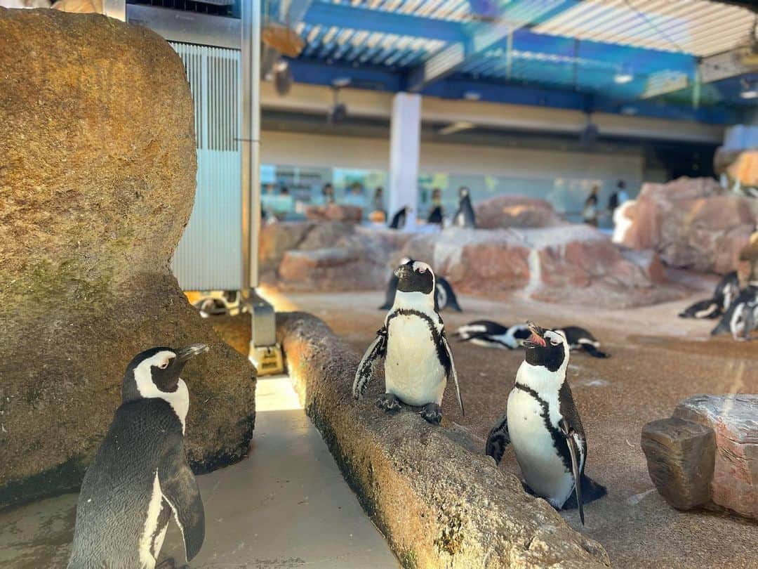 七海のインスタグラム：「急遽時間が空いたので  ペンギン会議にお邪魔したり 鼻ピトされたり 漂うものに癒されたりしてきました。 大好きな京都水族館🐟  帰りには海鮮系食べたくなって生牡蠣食べました🦪  素敵な夏の思い出🎐」