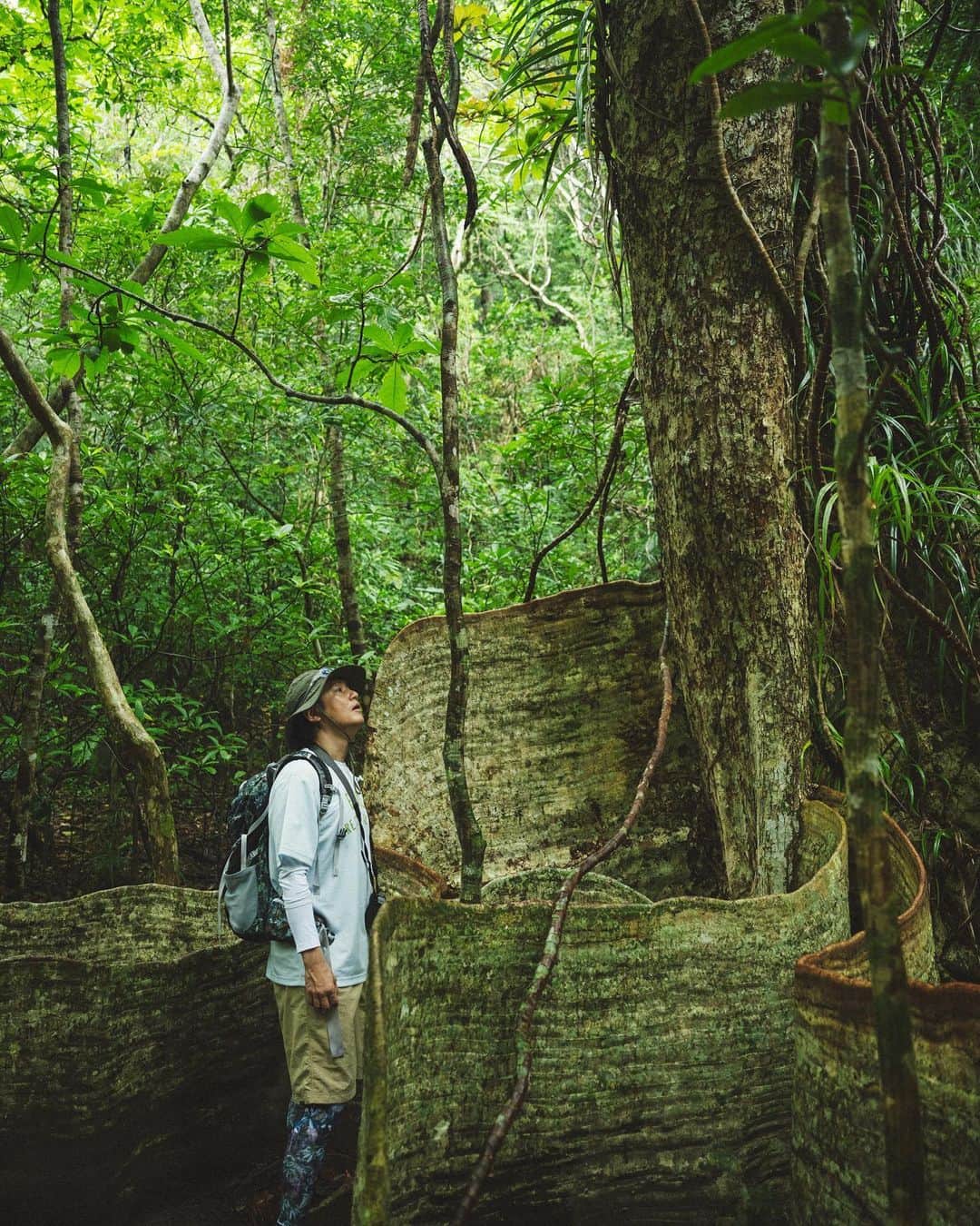 井浦新さんのインスタグラム写真 - (井浦新Instagram)「_ ジャングル上陸 🌴🌿🍃🌴🌿  タイノ語で船を意味する"セイバ"の木 歩き始めた途端に御神木クラスのセイバの木に出逢い いきなり心鷲掴みされぜんぜん先に進めない  それにしてもこの板根はスゴい 地域によって神聖視されていることに納得する  📸 @kentaaminaka_portrait   #イリウムトゥの夕べ  #西表島」8月24日 13時50分 - el_arata_nest