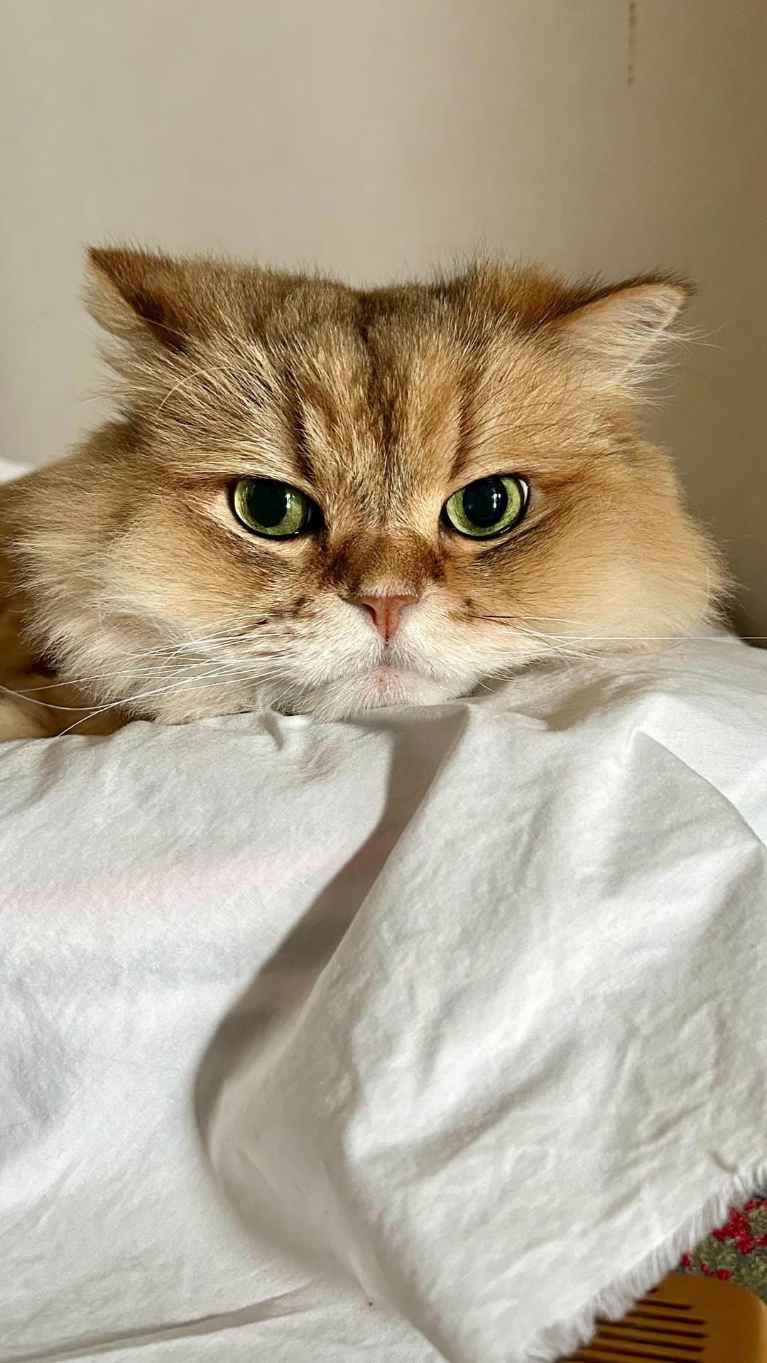 marikoのインスタグラム：「😸💤 なおちゃんのルーティン。  ご飯食べて🍚 　　↓ お水飲んで🥛 　　↓ 撫でてもらう 　　or ブラッシングして　 　　↓ 気持ち良くなって 　　↓ そして眠る💤  それって最高やん😍  この動画は 今朝のなおちゃん😸  穏やかで何より☺️  私のかわいい子♥️  #にゃま首  #ブラッシング #チンチラゴールデン #chinchillagolden #catsofinstagram #cat#ねこ#猫#ネコ #猫のいる暮らし #かわいい#かわゆい #愛しい#食べたろか」