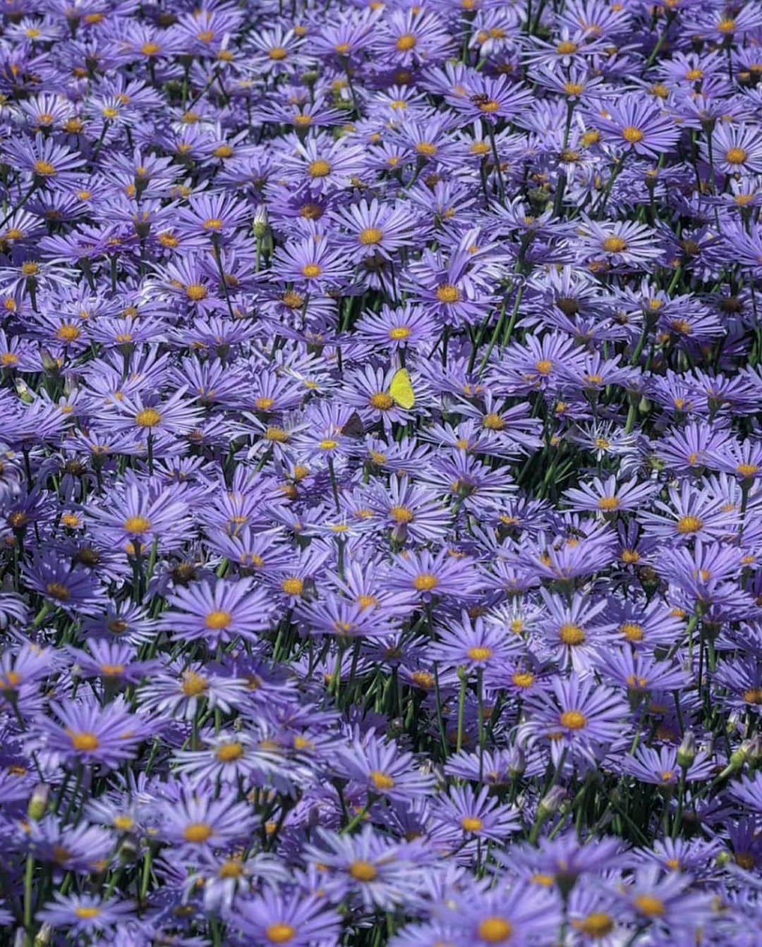 はなまっぷ❁日本の花風景さんのインスタグラム写真 - (はなまっぷ❁日本の花風景Instagram)「🌸はなまっぷ🌸 * @sl1200mk3 さんの 花のある風景に花まるを💮 * 山里の茅葺き民家と友禅菊が美しい日本の風景をありがとうございます😊🌸 * #京都　#北山友禅菊 Kitayama Yuzen Chrysanthemum,  Kyoto Pref. * 友禅菊の花言葉 老いても元気で * #はなまっぷ #日本の美しい花風景#花のある風景#花#花言葉#kyoto#友禅菊#茅葺き民家#茅葺き屋根#パステルカラー#薄紫#風景#花畑#ユウゼンギク#夏#京都観光 * いつも素敵なお花をありがとうございます😊 ※見頃が過ぎている花、終わっている花もご紹介させていただいています。 * 🌸••••••お知らせ••••••🌸 * 花風景検索サイト　はなまっぷ https://hanamap.com 🔍「はなまっぷ」または @hanamap プロフィール欄から ぜひご覧ください * 📖🌸📖🌸📖🌸📖🌸📖 四季の花々を訪ねていきたい にっぽんの花地図 好評発売中📘 📖🌸📖🌸📖🌸📖🌸📖」8月24日 15時55分 - hanamap