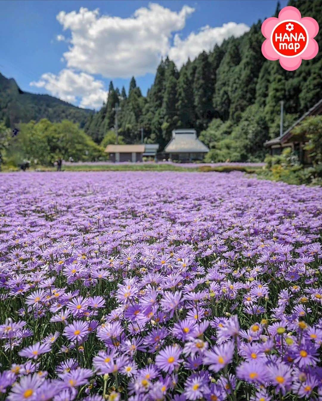 はなまっぷ❁日本の花風景さんのインスタグラム写真 - (はなまっぷ❁日本の花風景Instagram)「🌸はなまっぷ🌸 * @sl1200mk3 さんの 花のある風景に花まるを💮 * 山里の茅葺き民家と友禅菊が美しい日本の風景をありがとうございます😊🌸 * #京都　#北山友禅菊 Kitayama Yuzen Chrysanthemum,  Kyoto Pref. * 友禅菊の花言葉 老いても元気で * #はなまっぷ #日本の美しい花風景#花のある風景#花#花言葉#kyoto#友禅菊#茅葺き民家#茅葺き屋根#パステルカラー#薄紫#風景#花畑#ユウゼンギク#夏#京都観光 * いつも素敵なお花をありがとうございます😊 ※見頃が過ぎている花、終わっている花もご紹介させていただいています。 * 🌸••••••お知らせ••••••🌸 * 花風景検索サイト　はなまっぷ https://hanamap.com 🔍「はなまっぷ」または @hanamap プロフィール欄から ぜひご覧ください * 📖🌸📖🌸📖🌸📖🌸📖 四季の花々を訪ねていきたい にっぽんの花地図 好評発売中📘 📖🌸📖🌸📖🌸📖🌸📖」8月24日 15時55分 - hanamap