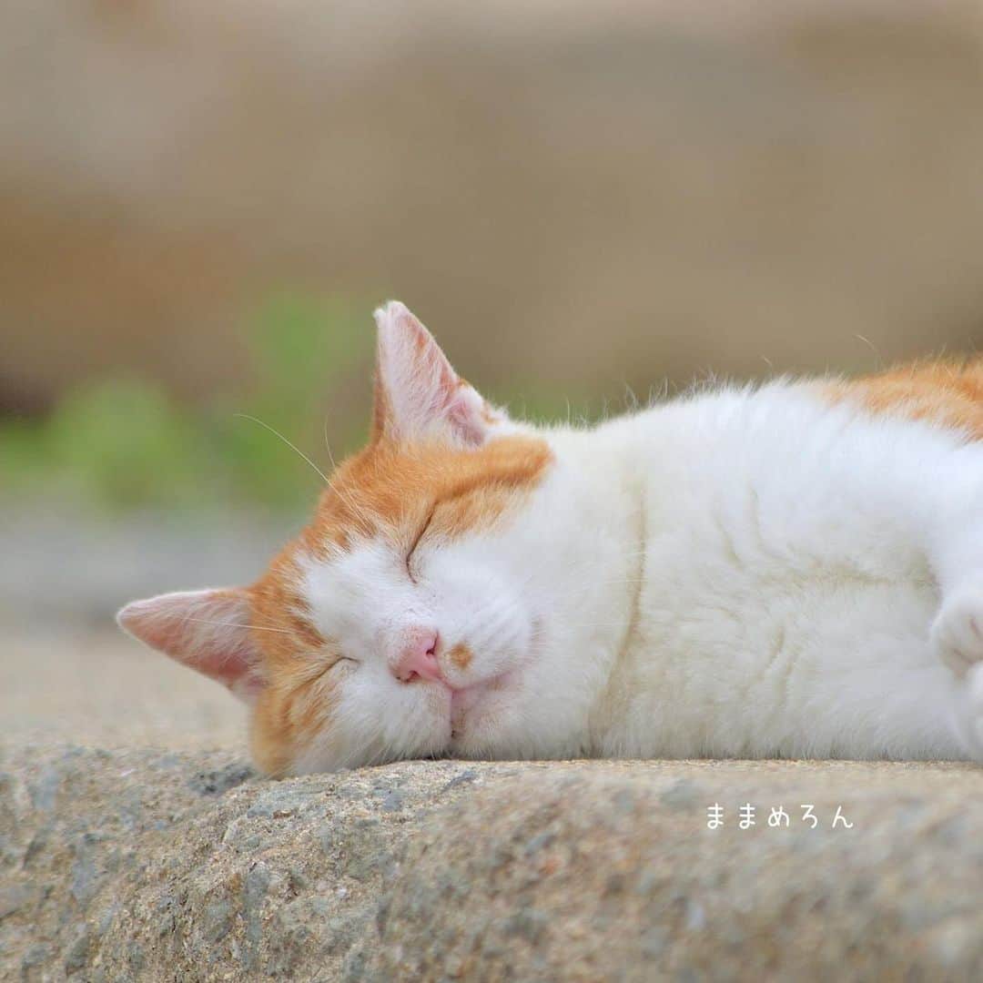 NEKOくらぶさんのインスタグラム写真 - (NEKOくらぶInstagram)「|| @fugule さんの作品ですにゃ（＝ΦωΦ＝） * いいね！＆コメント大歓迎！！ * #nekoclub #NEKOくらぶ #Japan #Photo #写真 #日本 #cat #ネコ #ねこ #猫  Follow: @nekoclub_jpn * ▼【廣済堂出版共同企画】NEKOくらぶの皆さまとつくる「NEKOくらぶ写真集」、発売中♪（＝ΦωΦ＝） ※詳細は本アカウント「 @nekoclub_jpn 」のプロフィールに固定しているハイライトから * ※当アカウントでシェアさせていただいた作品は、東京カメラ部YouTubeアカウントでも投稿者様のお名前入りでご紹介させていただく場合があります。これらの使用に関して原則通知は行いませんので、予めご了承ください。 ※各種法令、マナー、関係者の指示に従った撮影をお願いします。 *Please ensure that your photography adheres to all relevant laws, etiquette, and instructions issued by authorized persons. ※本アカウントは東京カメラ部がFacebook、Instagramのサービスを利用して運営しているもので、Meta社・Instagramとは一切関係ありません。」8月24日 16時00分 - nekoclub_jpn