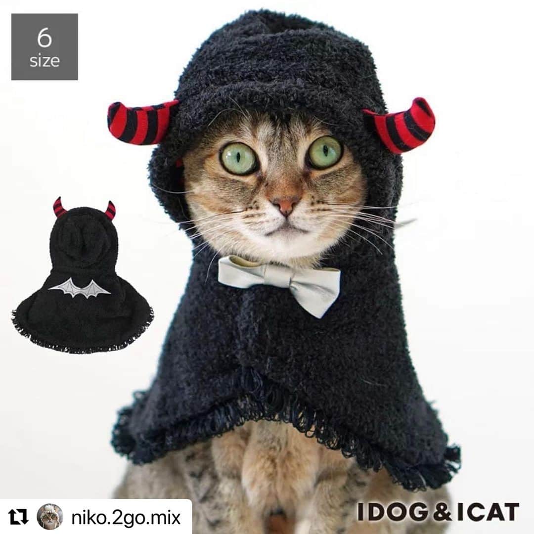iDog&iCatさんのインスタグラム写真 - (iDog&iCatInstagram)「🎃愛犬、愛猫とのハロウィンはIDOG&ICATで🎃  お洋服が苦手な子にも着せやすい、ハロウィンケープが好評発売中です！ 本日は、モデルを務めているニコちゃんのお写真をご紹介いたします。  #Repost @niko.2go.mix 様 ・・・ ♢  小悪魔ニコ❤️  iDog&iCatさん（ @icat_catgoods @idogicat ）のお仕事でハロウィン用ケープの撮影をしました🎃👻🎃  デビルケープ　2,860円（税込）  羽織るだけなので、お洋服に慣れていない猫ちゃんも着用しやすいコスチュームウェアです。お腹のベルトでずれることもありません。  今年のハロウィンは小悪魔ケープでおめかしして、ちゅーるパーティーに参加するにゃ😈  #idogicat #icat #catmodel #sakuraquiet #singapuracat #devonrex  #シンガプーラ #デボンレックス#德文卷毛猫 #新加坡猫 #猫好きさんと繋がりたい#モデル猫 #猫モデル #ハロウィン猫 #ハロウィンにゃんこ  #idogicat #犬の服idog #icat #犬服 #コスチューム #idogハロウィン」8月24日 16時42分 - idogicat