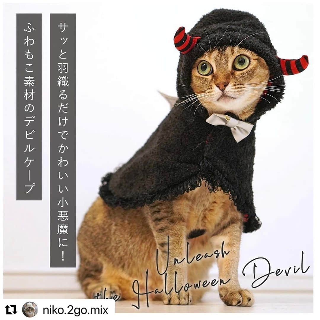 iDog&iCatさんのインスタグラム写真 - (iDog&iCatInstagram)「🎃愛犬、愛猫とのハロウィンはIDOG&ICATで🎃  お洋服が苦手な子にも着せやすい、ハロウィンケープが好評発売中です！ 本日は、モデルを務めているニコちゃんのお写真をご紹介いたします。  #Repost @niko.2go.mix 様 ・・・ ♢  小悪魔ニコ❤️  iDog&iCatさん（ @icat_catgoods @idogicat ）のお仕事でハロウィン用ケープの撮影をしました🎃👻🎃  デビルケープ　2,860円（税込）  羽織るだけなので、お洋服に慣れていない猫ちゃんも着用しやすいコスチュームウェアです。お腹のベルトでずれることもありません。  今年のハロウィンは小悪魔ケープでおめかしして、ちゅーるパーティーに参加するにゃ😈  #idogicat #icat #catmodel #sakuraquiet #singapuracat #devonrex  #シンガプーラ #デボンレックス#德文卷毛猫 #新加坡猫 #猫好きさんと繋がりたい#モデル猫 #猫モデル #ハロウィン猫 #ハロウィンにゃんこ  #idogicat #犬の服idog #icat #犬服 #コスチューム #idogハロウィン」8月24日 16時42分 - idogicat