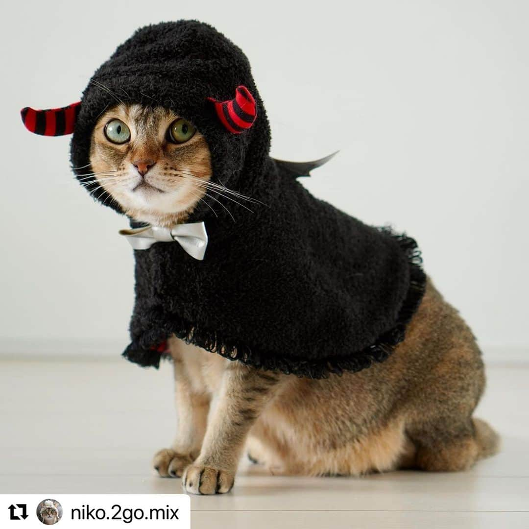 iDog&iCatさんのインスタグラム写真 - (iDog&iCatInstagram)「🎃愛犬、愛猫とのハロウィンはIDOG&ICATで🎃  お洋服が苦手な子にも着せやすい、ハロウィンケープが好評発売中です！ 本日は、モデルを務めているニコちゃんのお写真をご紹介いたします。  #Repost @niko.2go.mix 様 ・・・ ♢  小悪魔ニコ❤️  iDog&iCatさん（ @icat_catgoods @idogicat ）のお仕事でハロウィン用ケープの撮影をしました🎃👻🎃  デビルケープ　2,860円（税込）  羽織るだけなので、お洋服に慣れていない猫ちゃんも着用しやすいコスチュームウェアです。お腹のベルトでずれることもありません。  今年のハロウィンは小悪魔ケープでおめかしして、ちゅーるパーティーに参加するにゃ😈  #idogicat #icat #catmodel #sakuraquiet #singapuracat #devonrex  #シンガプーラ #デボンレックス#德文卷毛猫 #新加坡猫 #猫好きさんと繋がりたい#モデル猫 #猫モデル #ハロウィン猫 #ハロウィンにゃんこ  #idogicat #犬の服idog #icat #犬服 #コスチューム #idogハロウィン」8月24日 16時42分 - idogicat