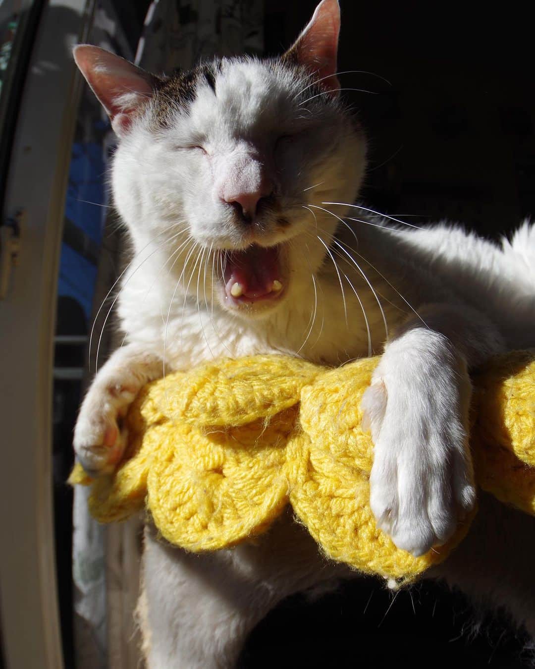 Kachimo Yoshimatsuさんのインスタグラム写真 - (Kachimo YoshimatsuInstagram)「4の付く日は、ヨウカンさんの日｡ 2015年のヨウカンさん。  #うちの猫ら #猫 #ねこ #ヨウカンさん #yohkan #ニャンスタグラム #にゃんすたぐらむ #ねこのきもち #cat #ネコ #catstagram #ネコ部 http://kachimo.exblog.jp」8月24日 16時46分 - kachimo