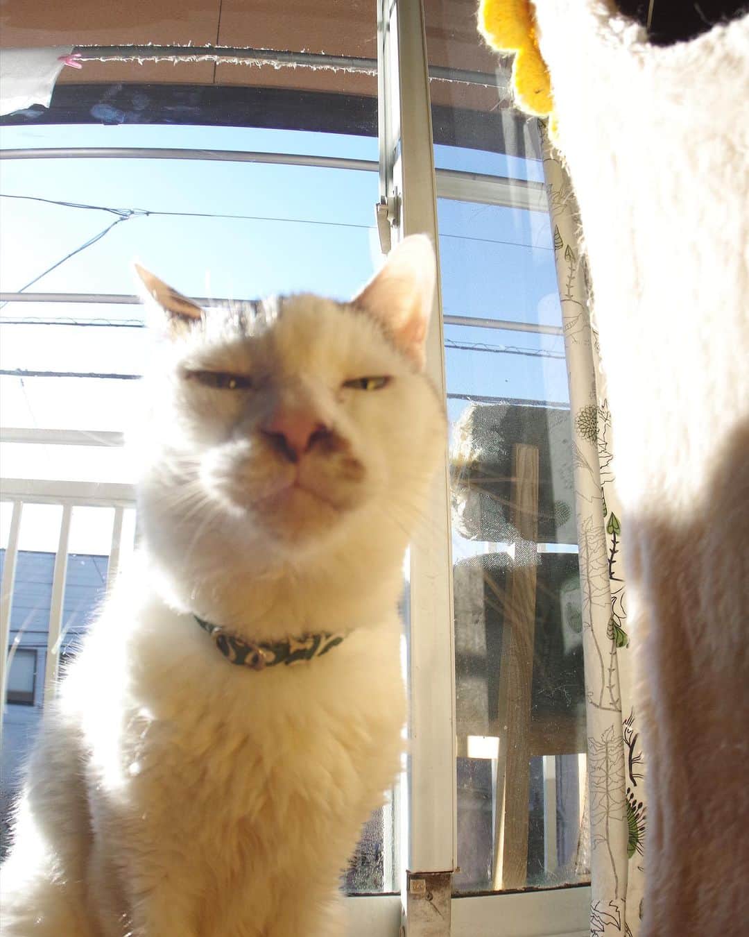 Kachimo Yoshimatsuさんのインスタグラム写真 - (Kachimo YoshimatsuInstagram)「4の付く日は、ヨウカンさんの日｡ 2015年のヨウカンさん。  #うちの猫ら #猫 #ねこ #ヨウカンさん #yohkan #ニャンスタグラム #にゃんすたぐらむ #ねこのきもち #cat #ネコ #catstagram #ネコ部 http://kachimo.exblog.jp」8月24日 16時46分 - kachimo