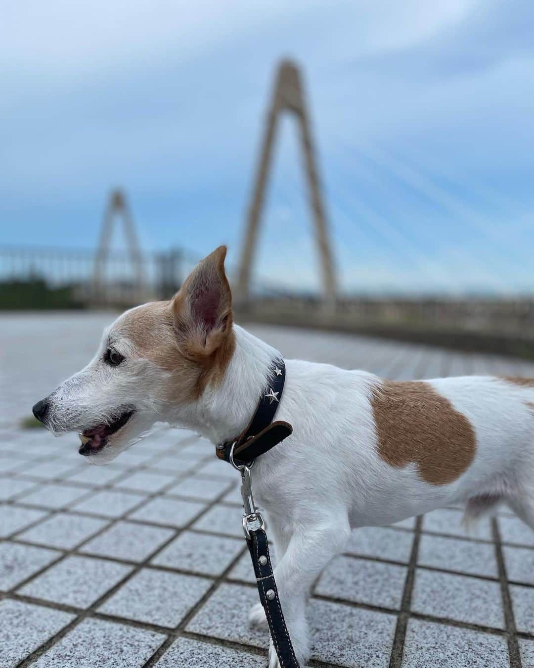 越村江莉のインスタグラム：「おすわりを全て無視する犬です。 目を合わせても 絶対やらないって顔してた」