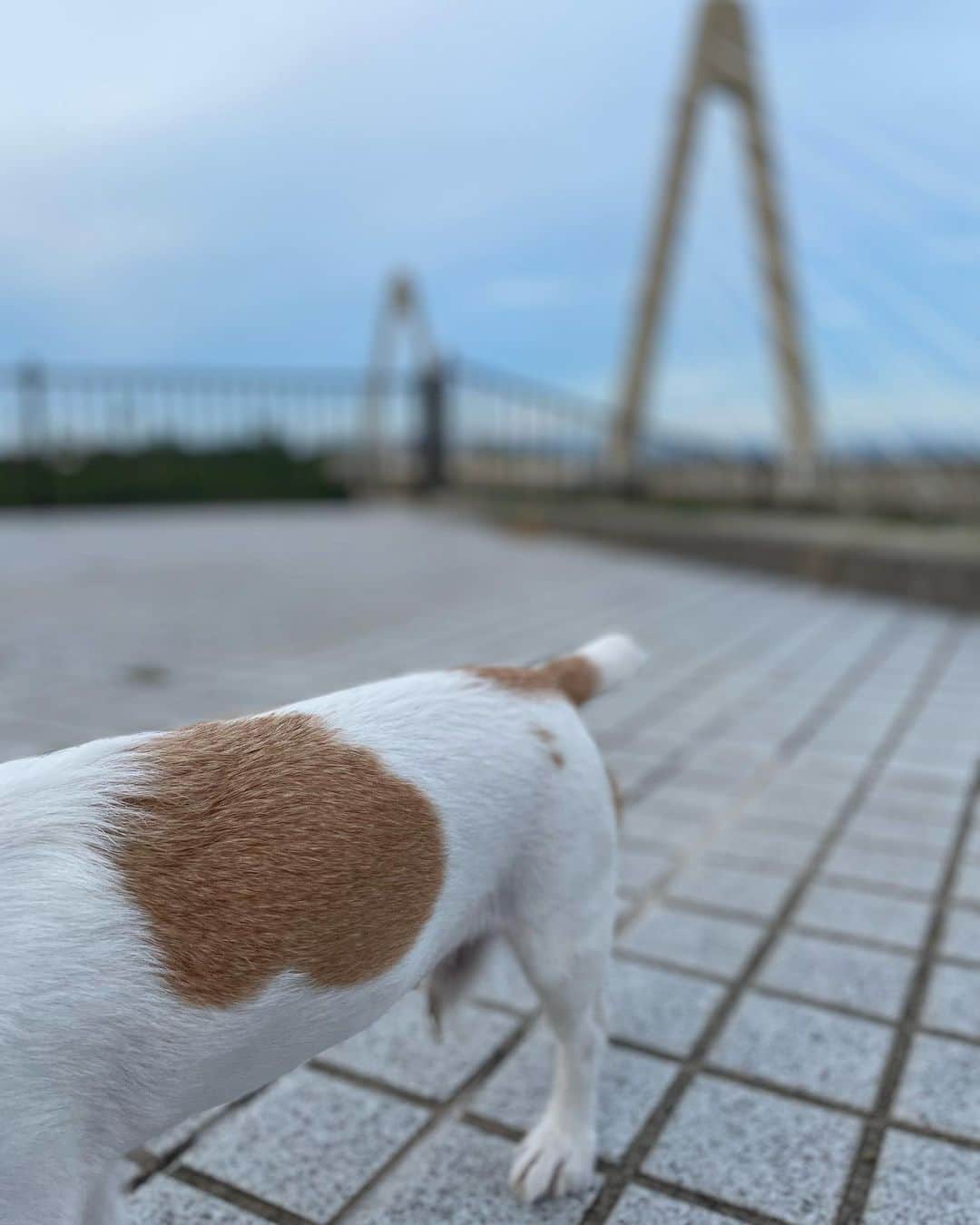 越村江莉さんのインスタグラム写真 - (越村江莉Instagram)「おすわりを全て無視する犬です。 目を合わせても 絶対やらないって顔してた」8月24日 17時06分 - e_r_i_1982
