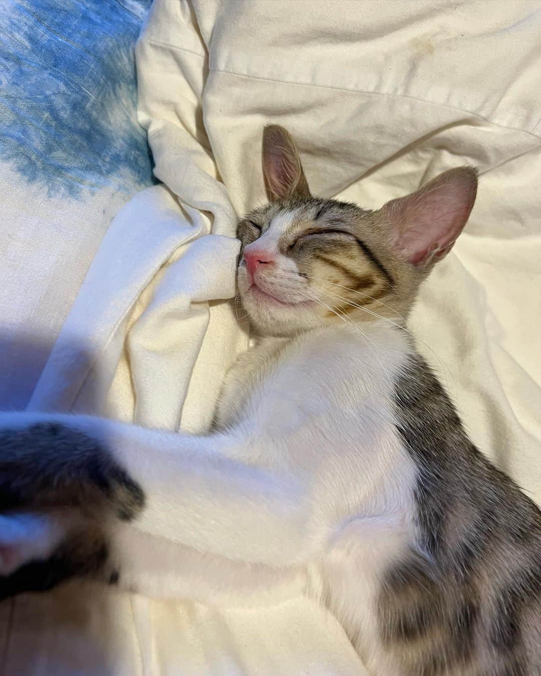 屬美於のインスタグラム：「レモン🍋がきた💓💓💓 #保護猫」