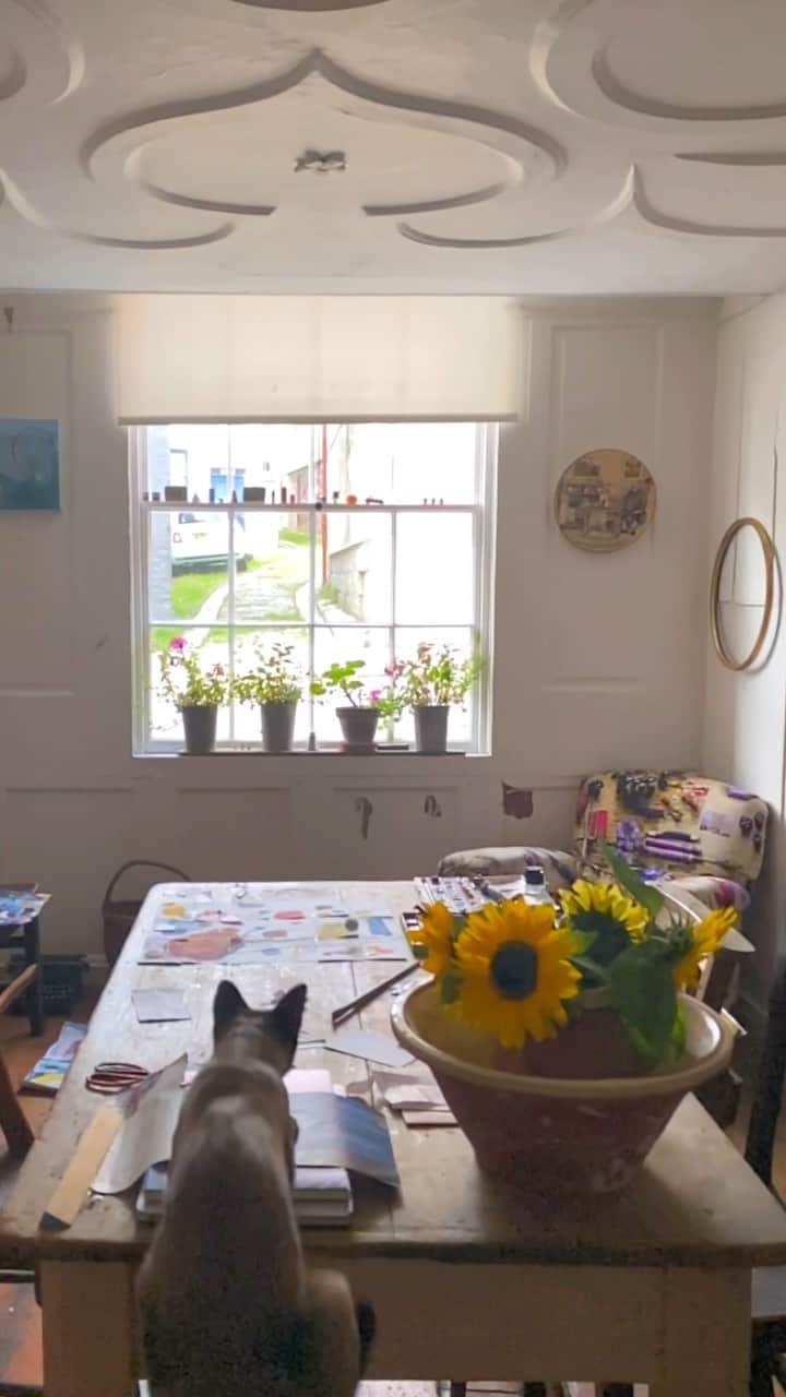 Tea and sittingのインスタグラム：「Just a normal morning here with The Cucks…😹 #siameseworld #siamesecatsofinstagram #siamesecorner」
