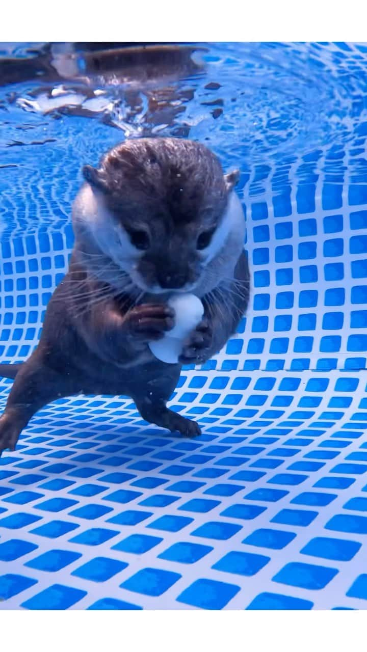 カワウソ コタロー&ハナのインスタグラム：「Hana loves quail eggs🥚🥚🥚 ハナッシーのうずら卵 . .‬ ‪.‬ #カワウソ #コツメカワウソ #カワウソハナ #コタロー  #カワウソコタロー #otter #otters #baby #cute #小動物 #動物 #ペット #pet #かわいい #かわうそ #もふもふ #animal #수달  #귀여워 #水獺 #loutre #lontra #lutra #выдра #นาก #petstagram #otterlove #kotarotheotter #otterkotaro」