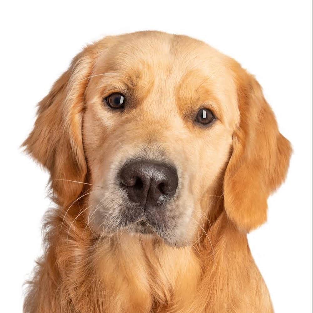 トラビス・マホーニーのインスタグラム：「I may be a bit biased, but is that not the cutest hound around! #dogmodel Swipe ➡️  @golden_lennny 😛  📸 @photographyroom   #goldenretriever  #puppy #dogsofinstagram」