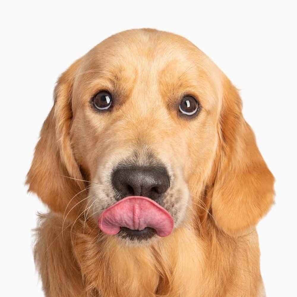 トラビス・マホーニーさんのインスタグラム写真 - (トラビス・マホーニーInstagram)「I may be a bit biased, but is that not the cutest hound around! #dogmodel Swipe ➡️  @golden_lennny 😛  📸 @photographyroom   #goldenretriever  #puppy #dogsofinstagram」8月24日 18時14分 - travismahoney