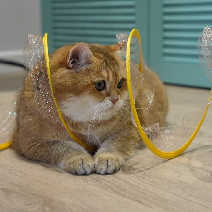 Hosicoのインスタグラム：「Springs! Like a tunnel for cats, only without walls. 🌀」