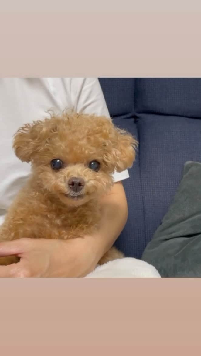 ふわのインスタグラム：「ふわ散歩あとのレタス。 珍しくよ〜く噛んでます。笑  #toypoodle#toypoodlegram#dogsofinstagram#instadog#doglover#doglife#cutedog#dog#fuwamama#ふわもこのふわ#ふわ#トイプードル#ふわもこ部#犬バカ部#親バカ部#犬のいる暮らし#いぬすたぐらむ」
