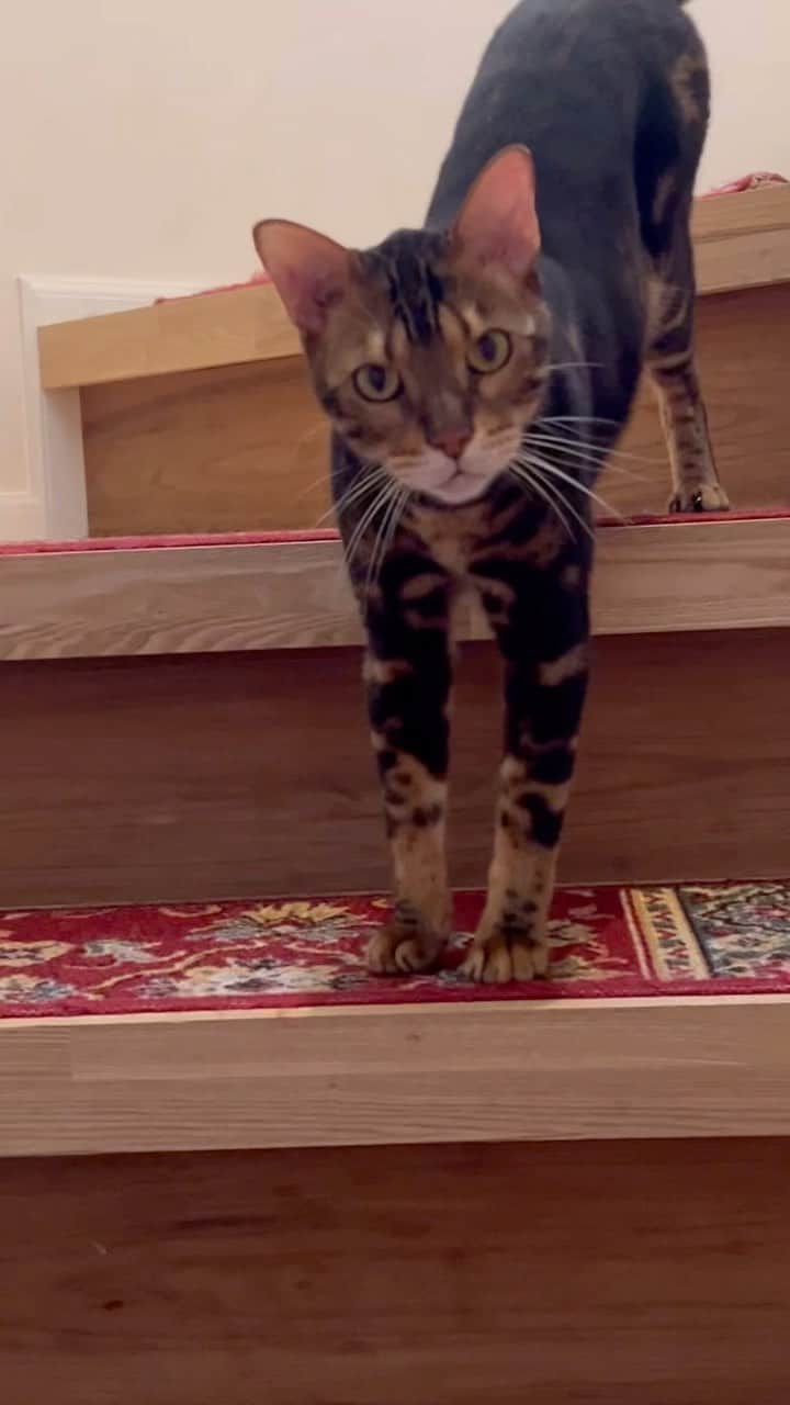 翠千賀のインスタグラム：「ほぼ毎日これを繰り返すたぬきち。2階から飼い主を呼び、しばらく飼い主をもて遊ぶ猫様。 特に一日放っておくと、この寸劇は長い時間続く…」